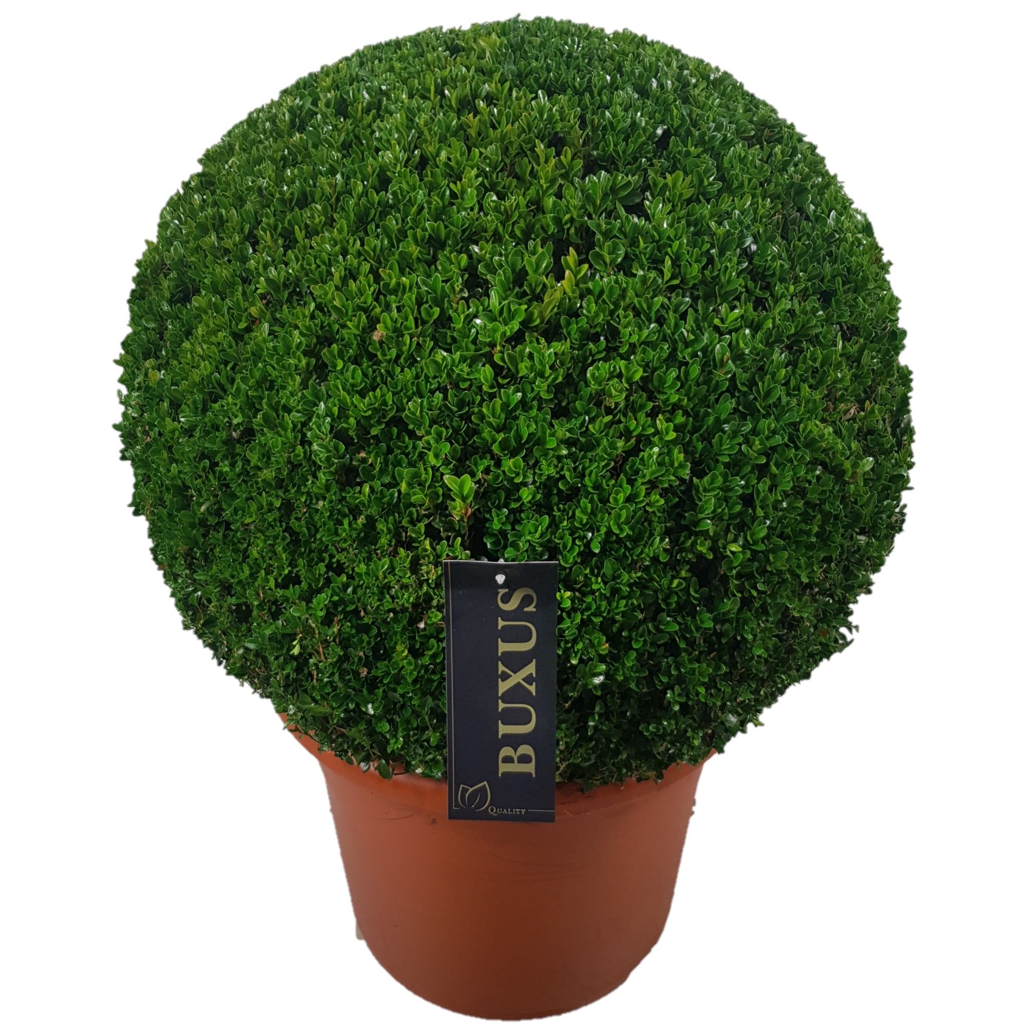 Buxus sempervirens Bol  p42 (t) 60-65 ©, D 42