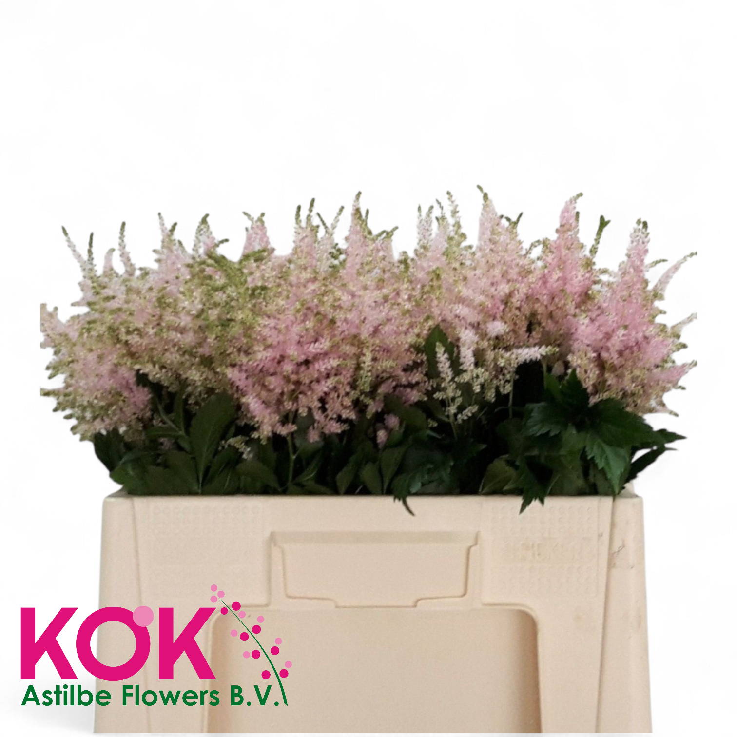 Астильба Европа 55 (светло-роз.), шт.