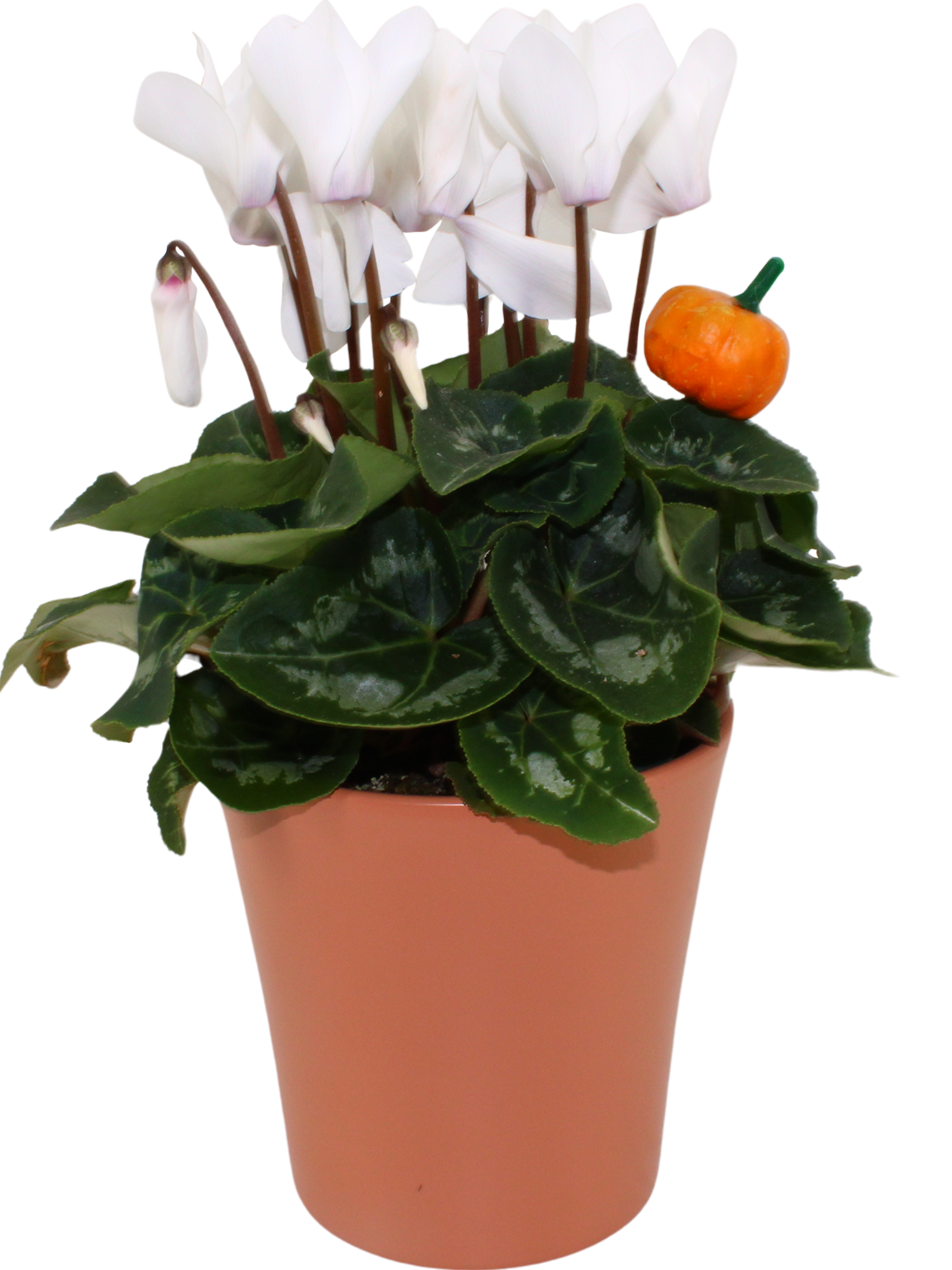 Cyclamen in "Toscana" keramiek met bijsteker (Halloween), D 14