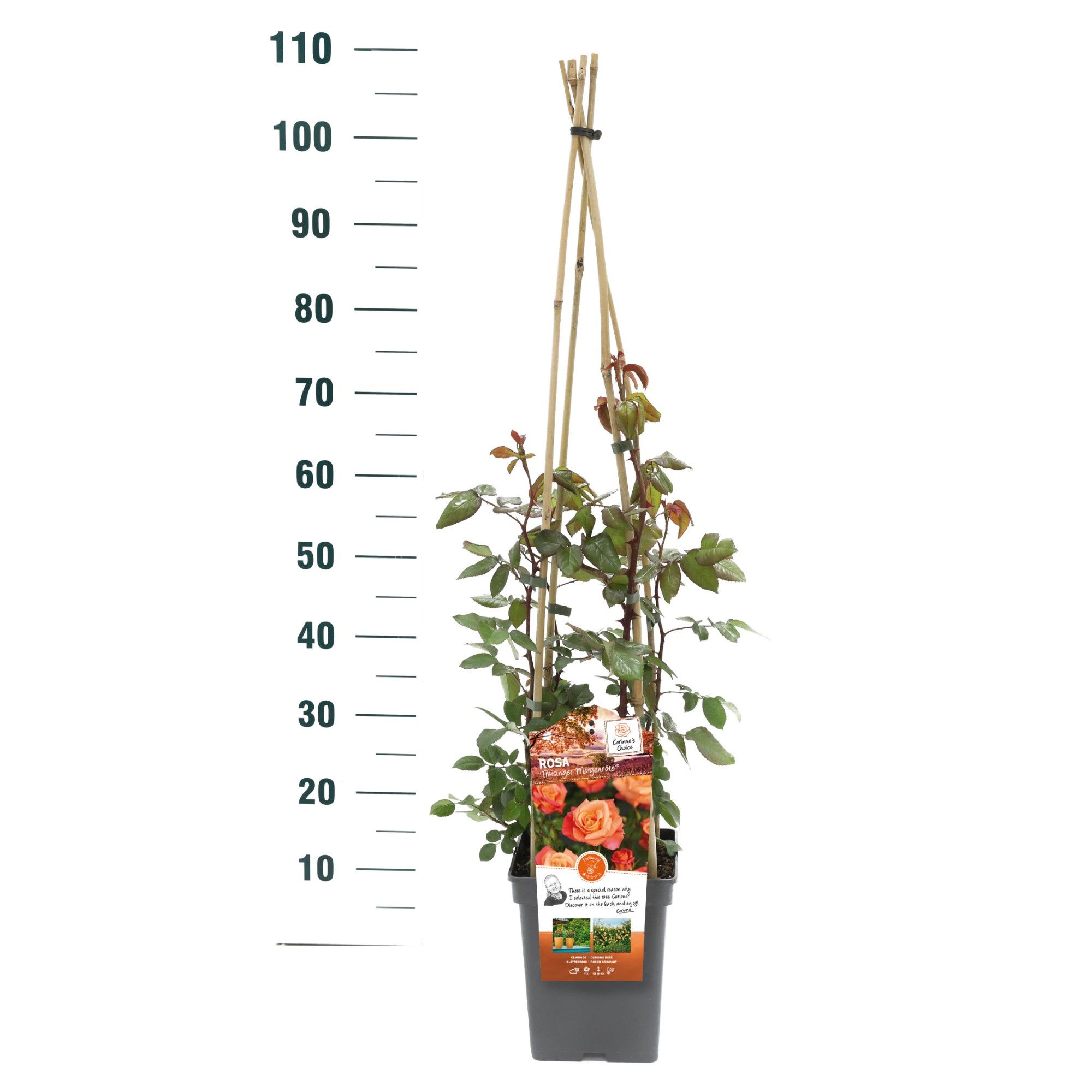 Rosa 'Freisinger Morgenröte ' - Klim - VP5 - Exclusive Collection, D 23