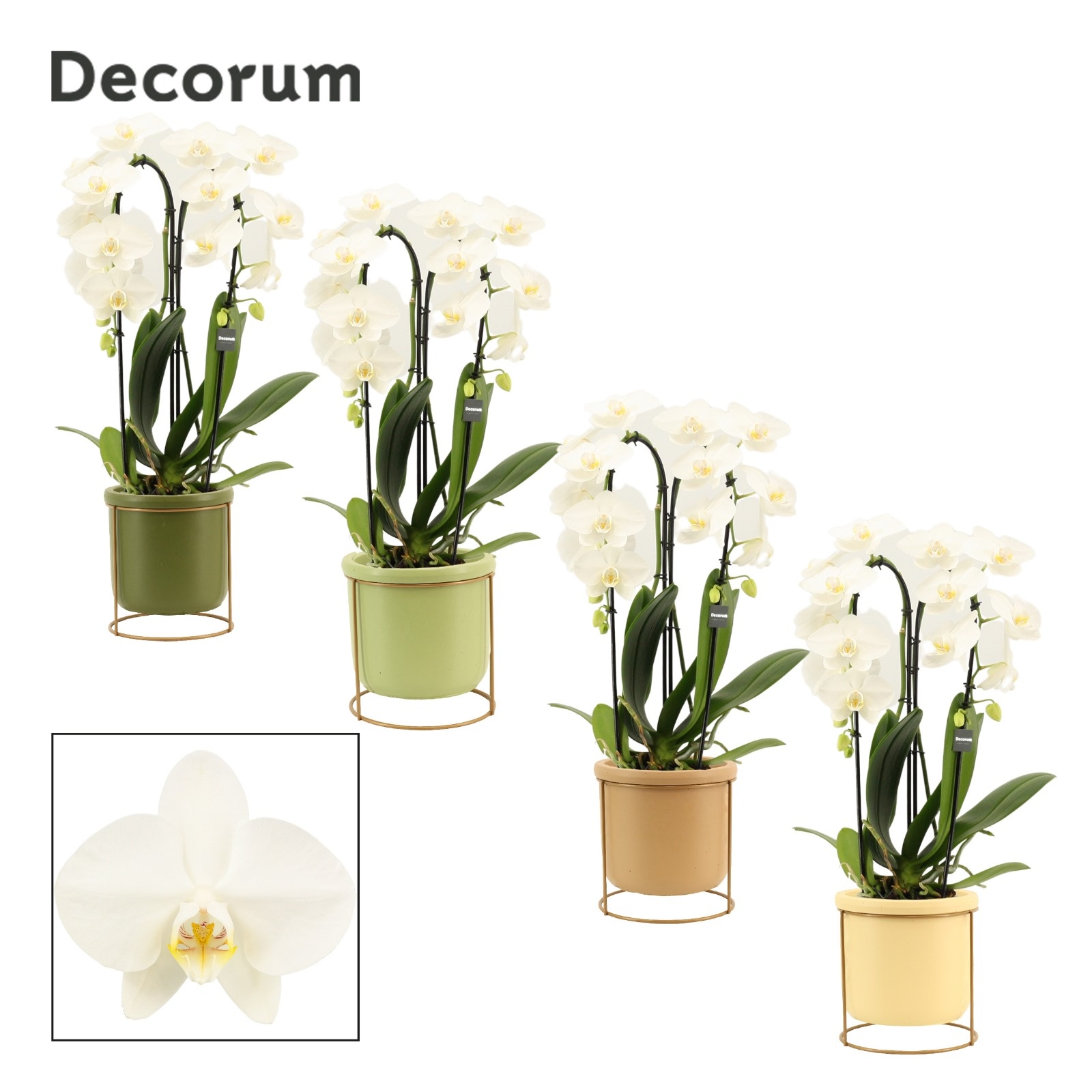 Phalaenopsis cascade 2 tak wit in Lynn (Silent moods-collection), D 12