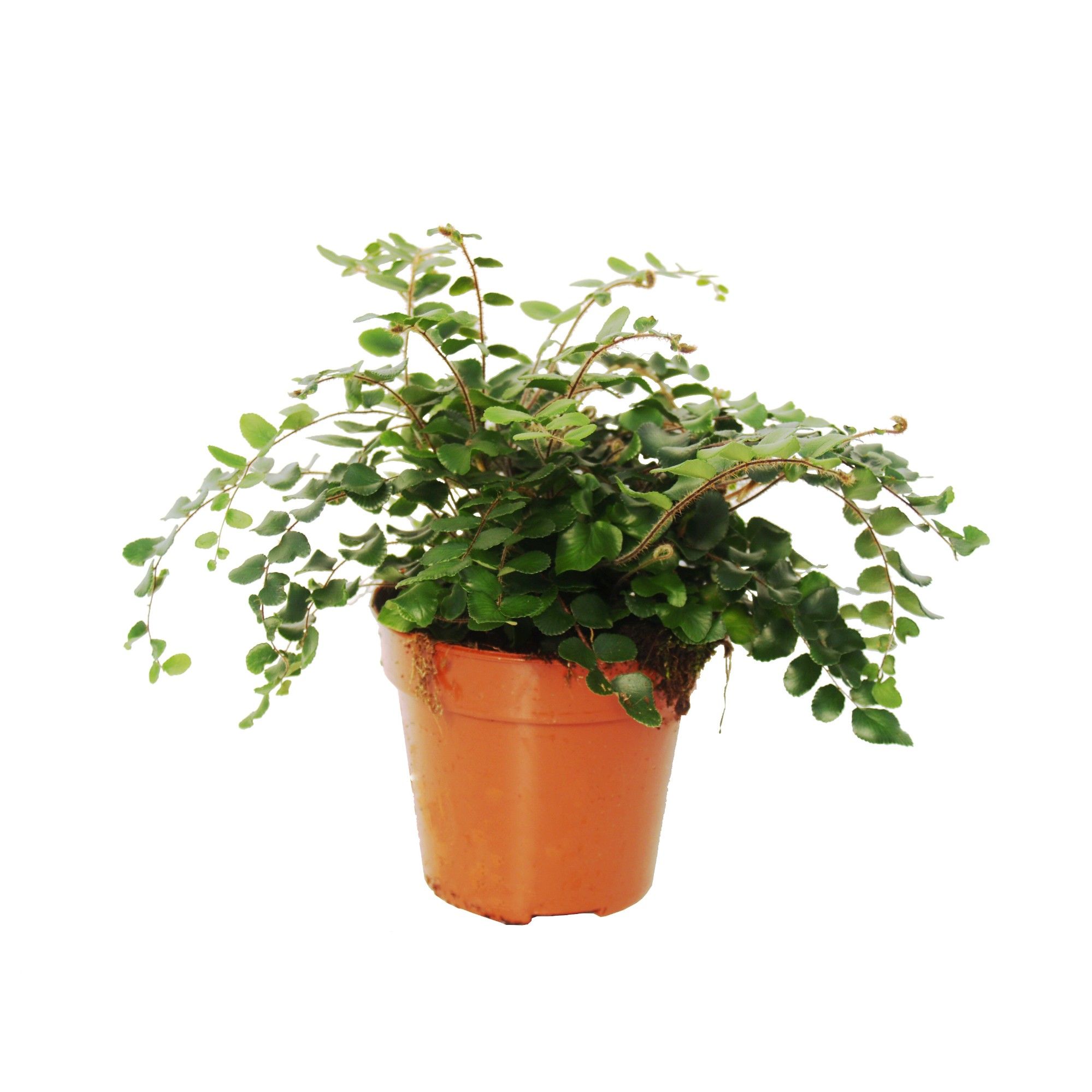 Pellaea Rotundifolia (Dubbeltjesvaren), D 12