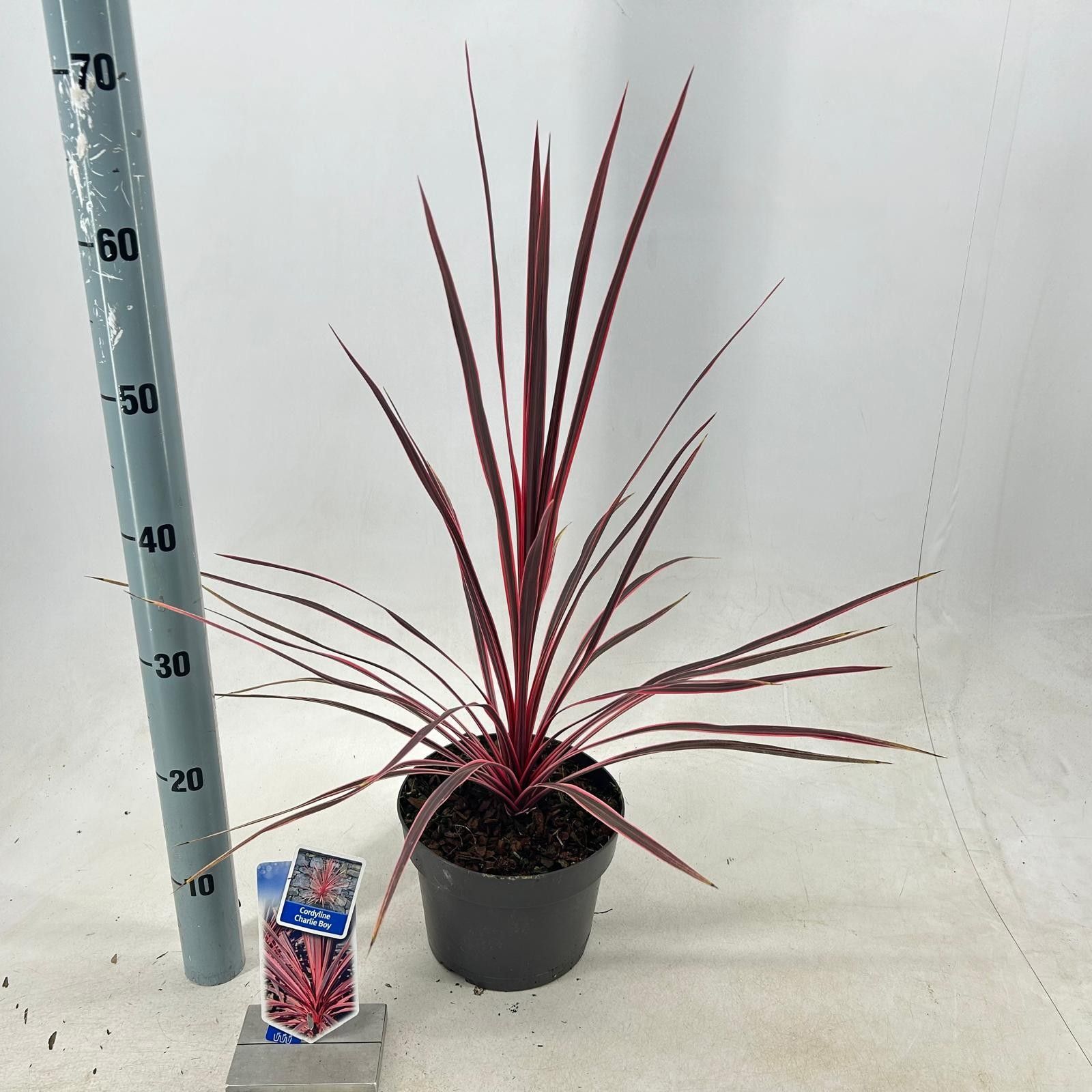 Cordyline australis Charlie Boy ('RIC01'PBR), D 19