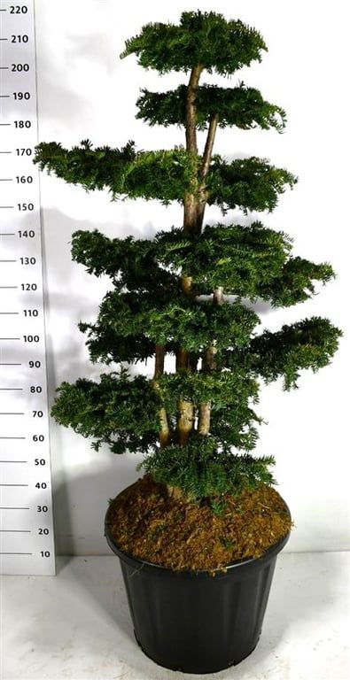 Taxus b. 'Dovastoniana', D 60