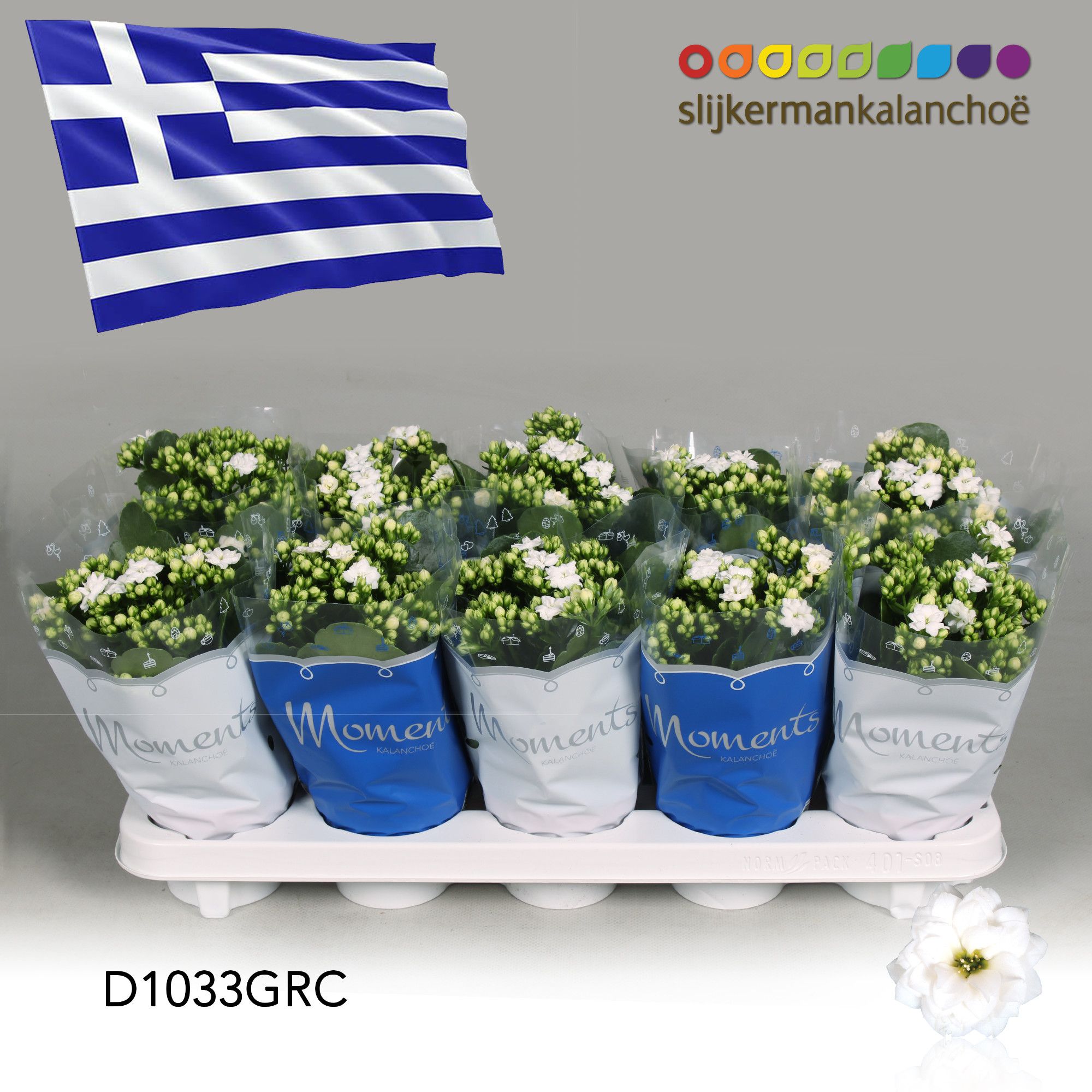 Kalanchoe Moments - Greece flag, D 10,5