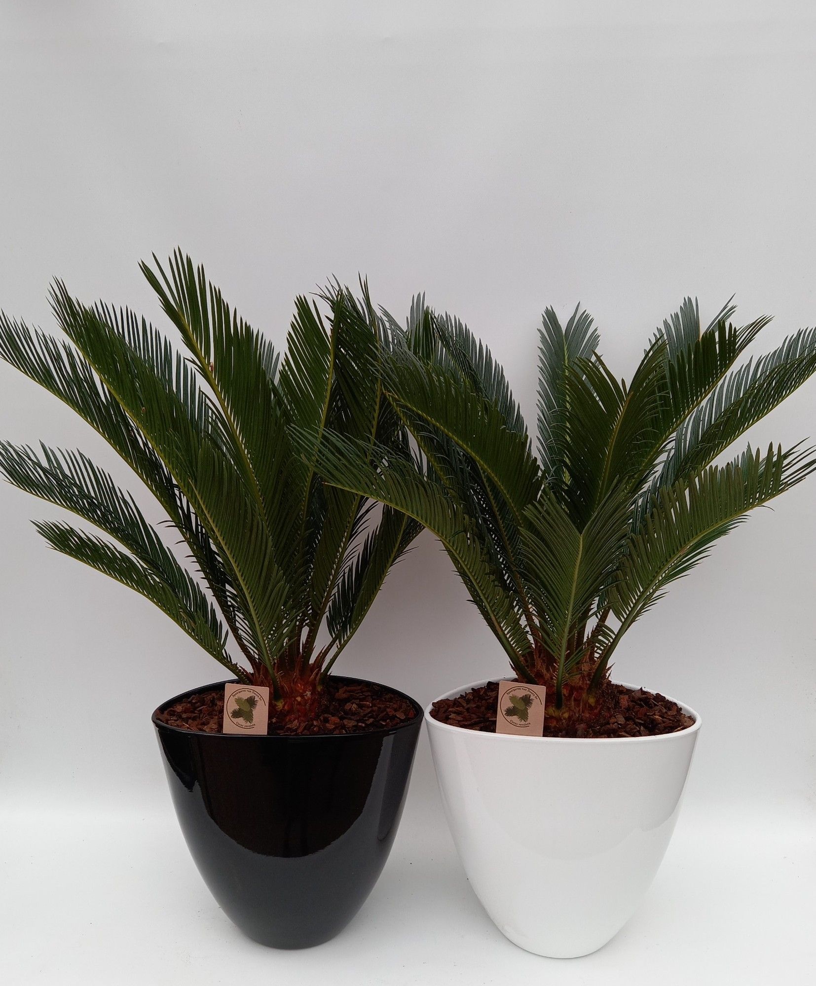 Cycas in turin mix, D 23