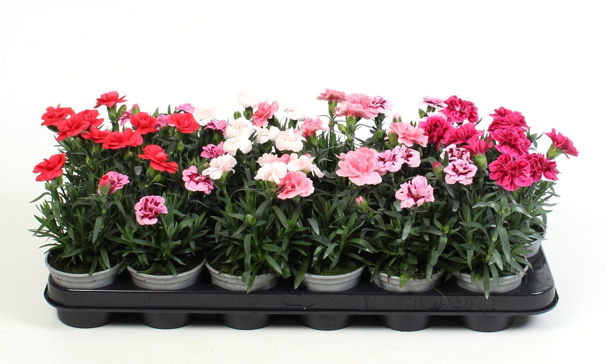 Dianthus mix tray, D 9