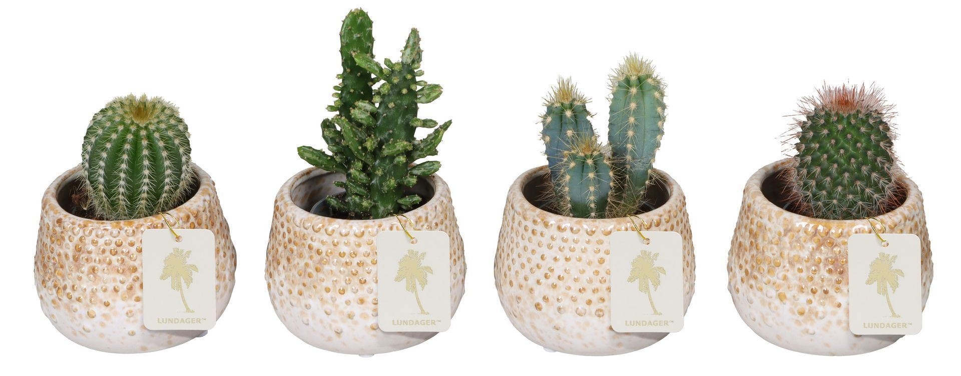 L 67282 With Cactus Mix 6 cm, D 6