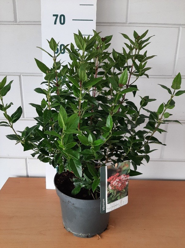 Viburnum tinus "Gwenlian", D 23