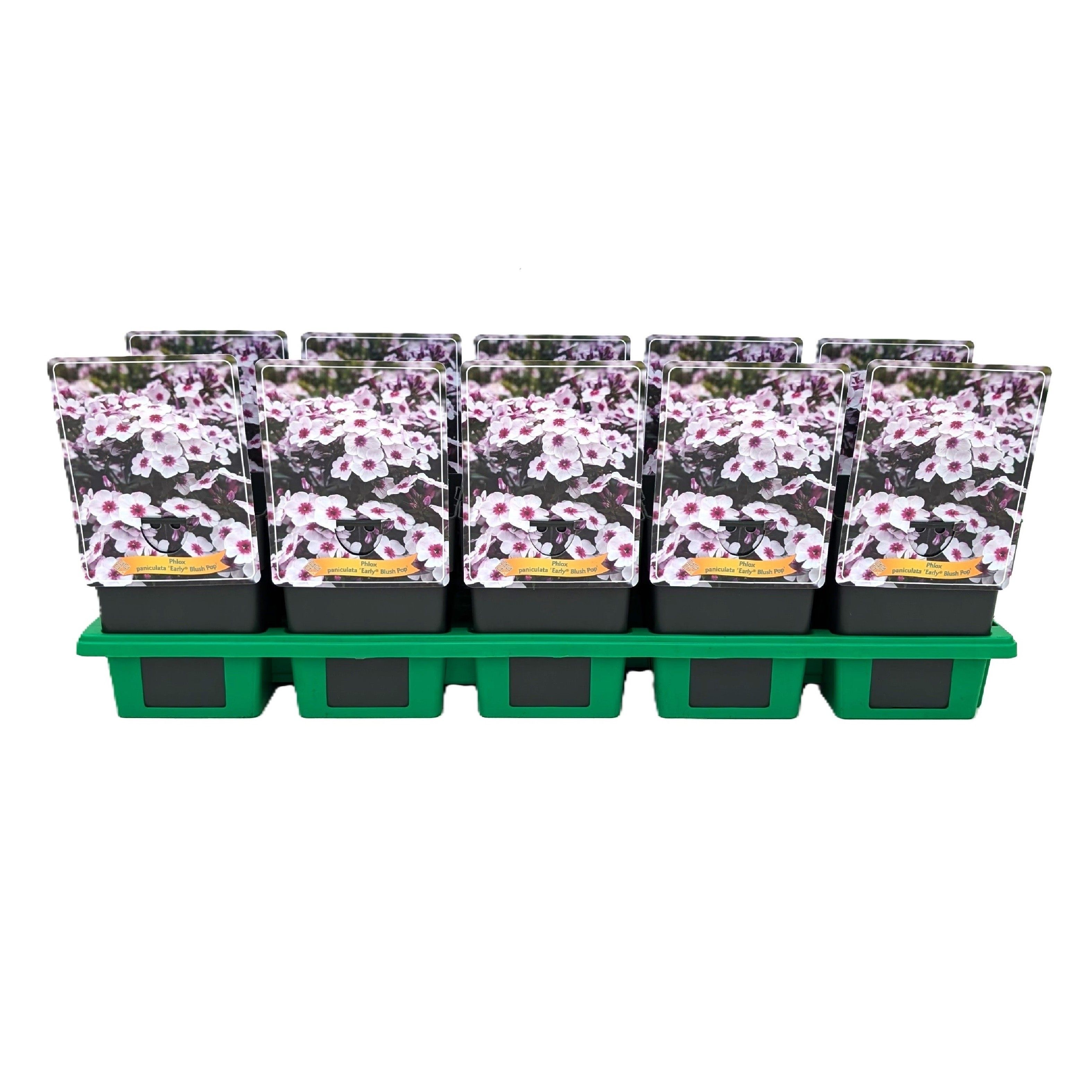 Phlox paniculata Early® 'Blush Pop' P11, D 11