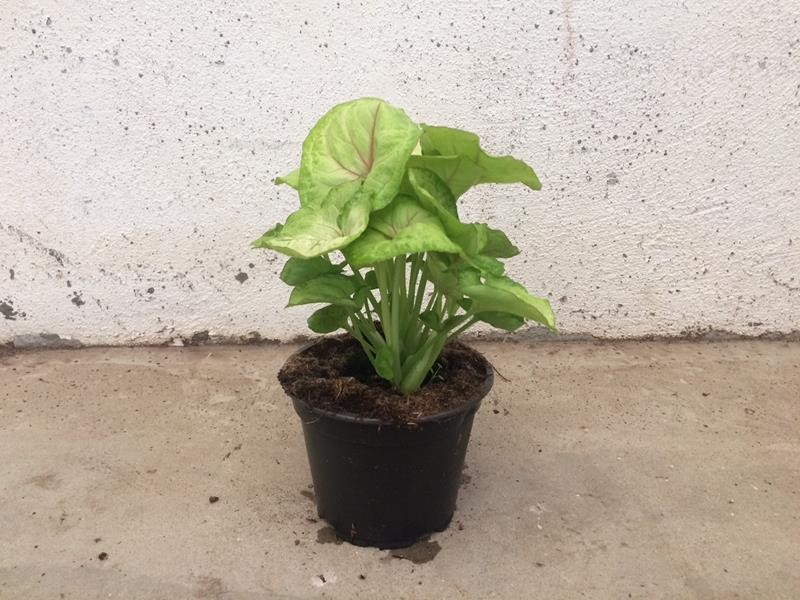 SYNGONIUM PODOPHYLLUM 'MANGO', D 12