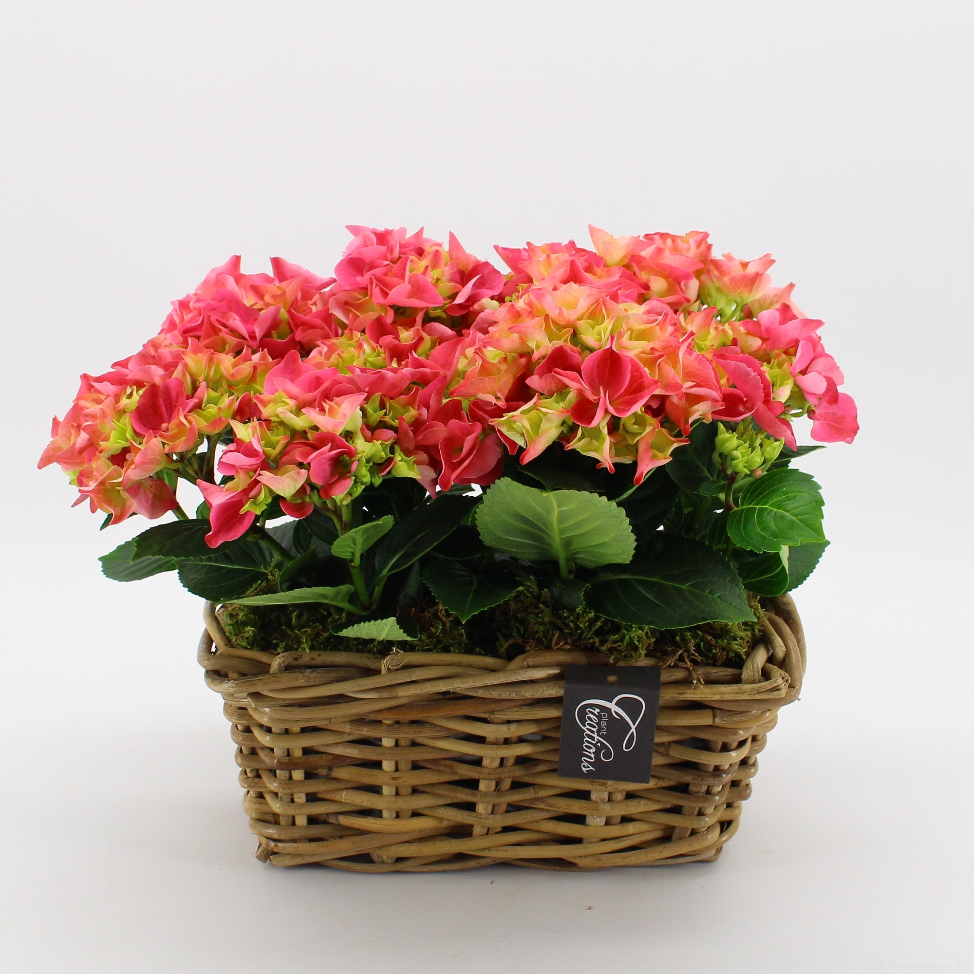 KHCR-2611RZ Hydrangea creations, D 27