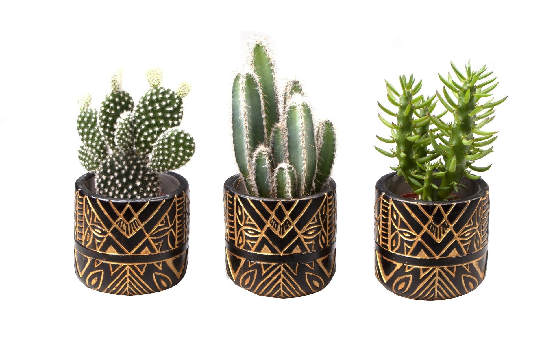 L 714 with Cactus Mix, D 6