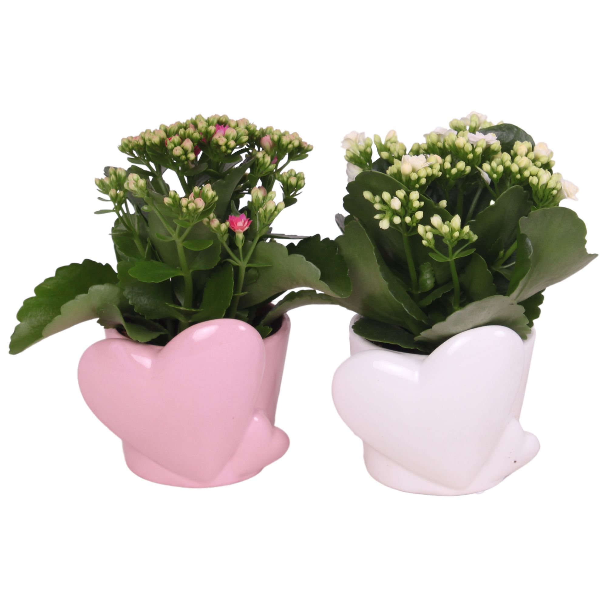 Mothersday Arr. Indoor Ceramic Heart Pot Pink/White Ø12cm 1PP, D 12