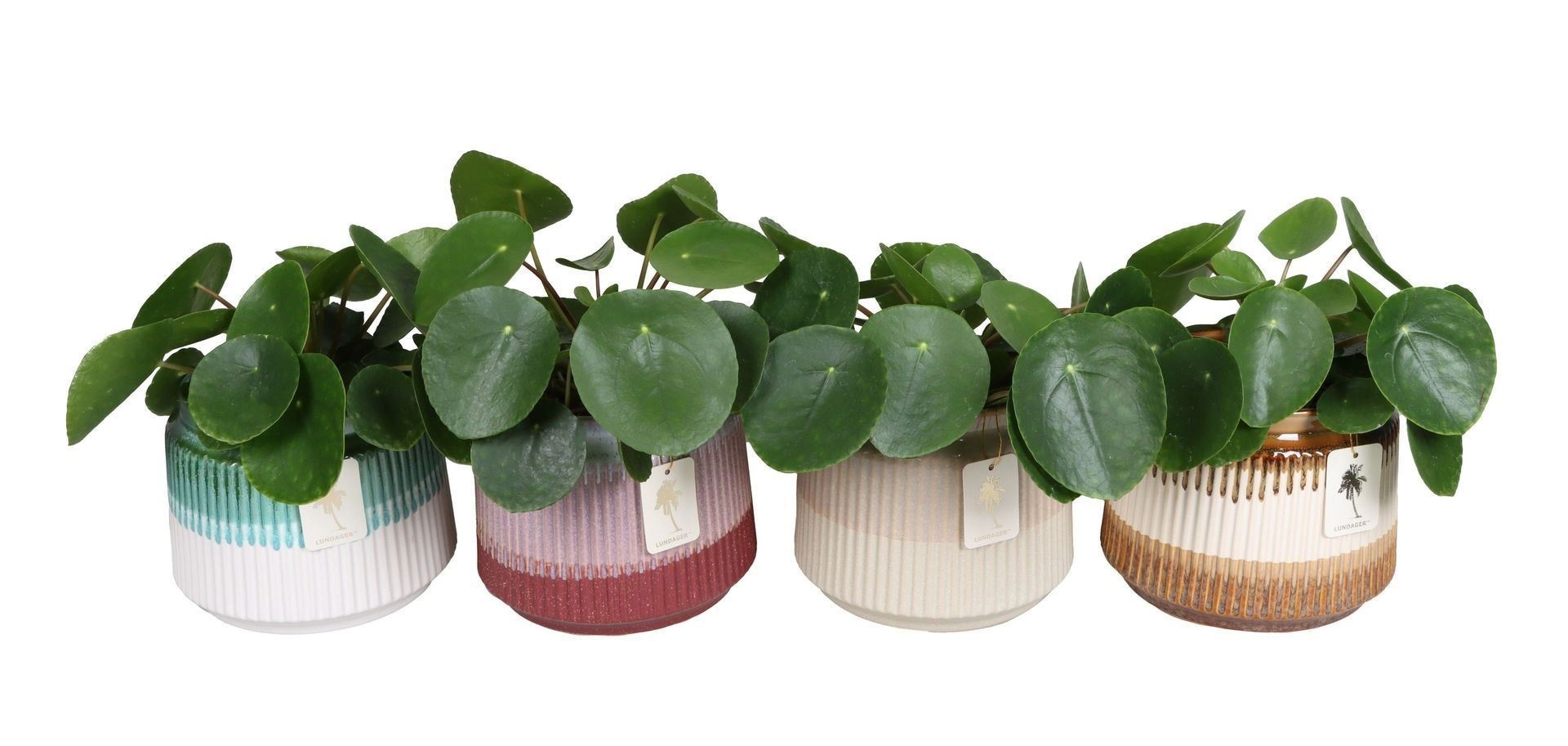 L 67382 With Pilea Peperomioides Mix 12 cm, D 12