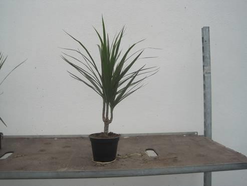 DRACAENA MARGINATA, D 12