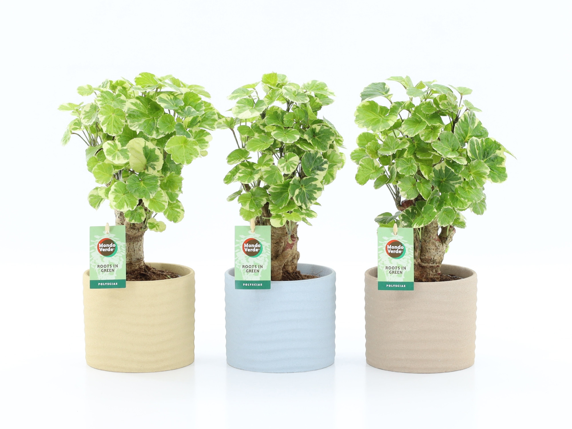 Polyscias Balfouriana in Ibiza keramiek, D 13