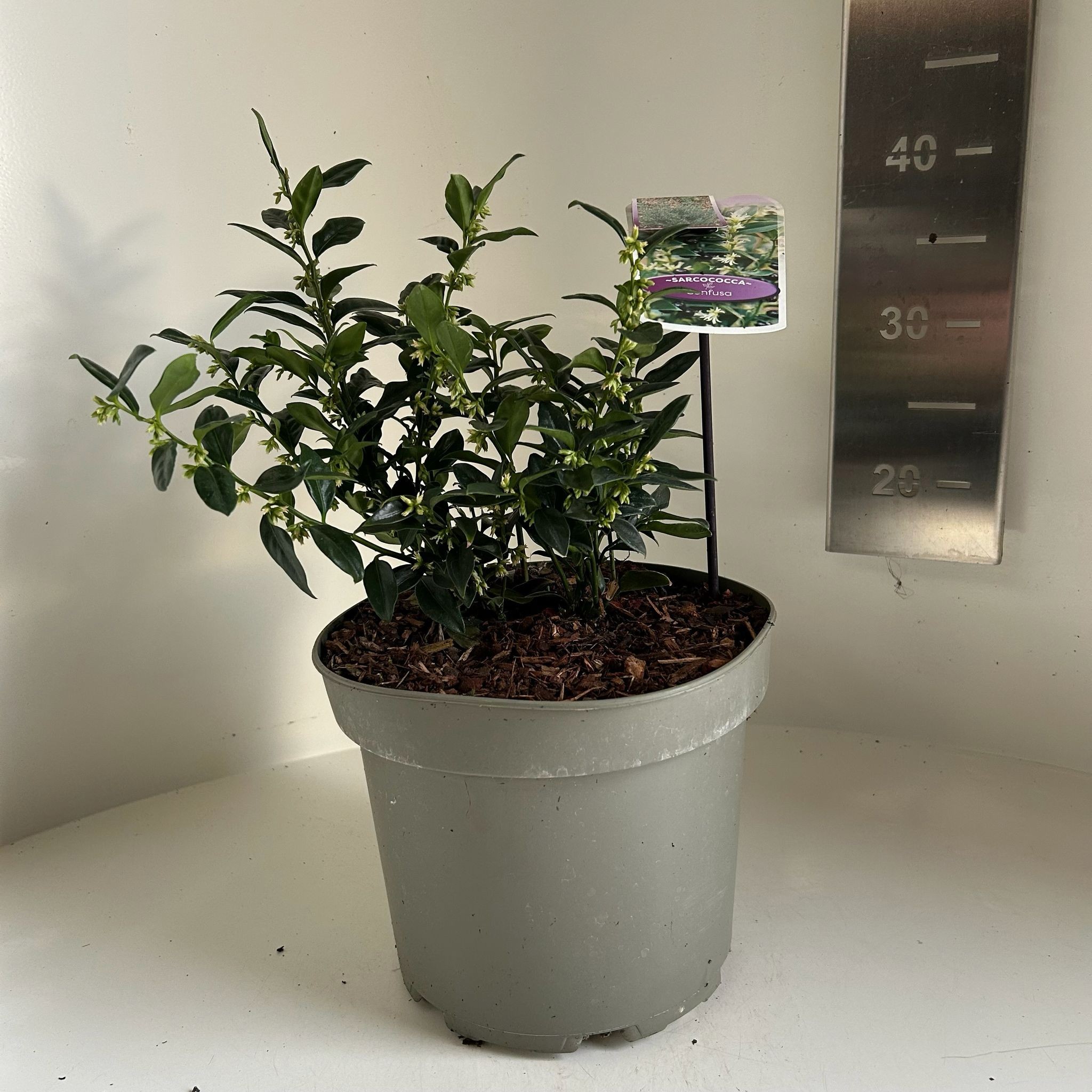 Sarcococca confusa, D 23