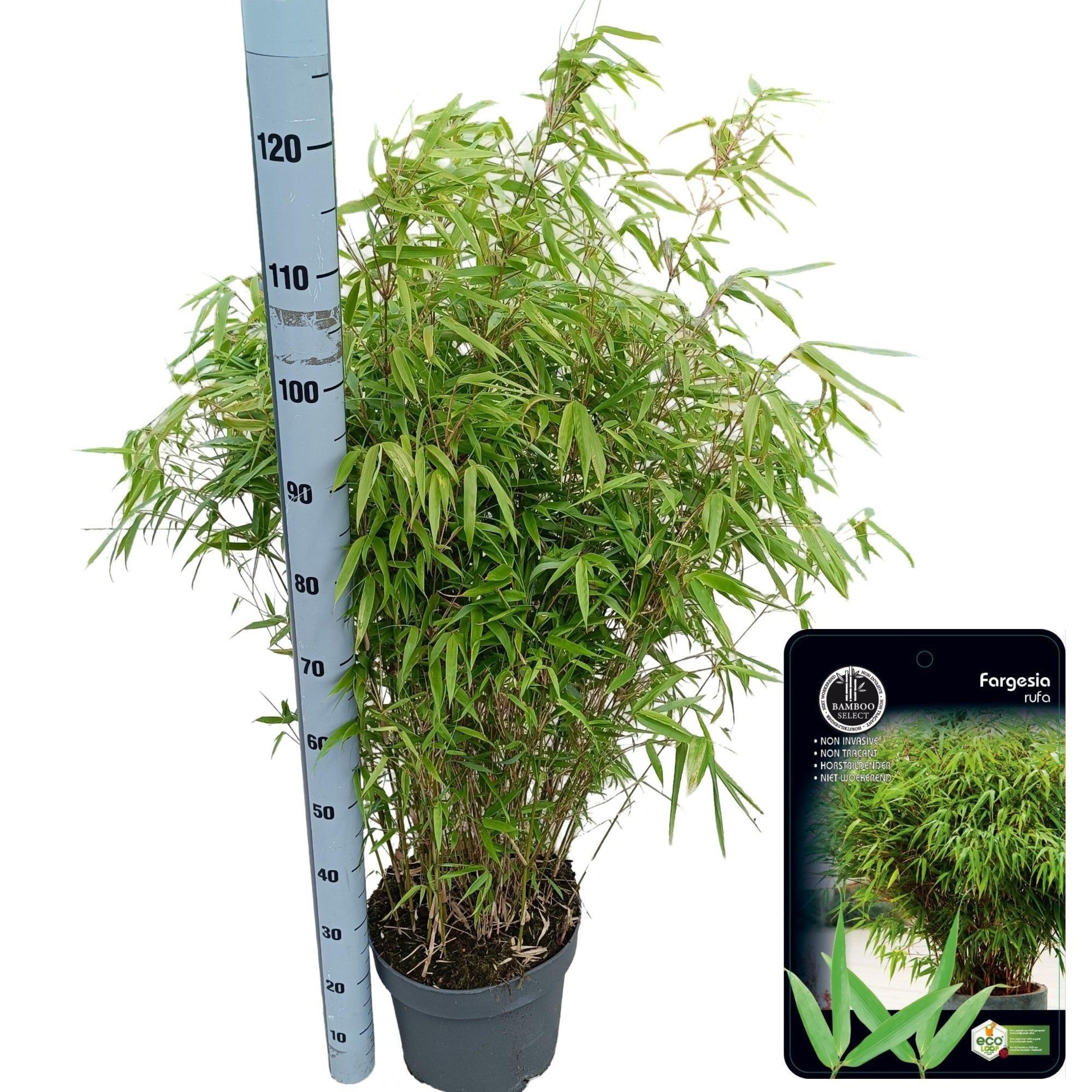 Fargesia 'Rufa', D 29