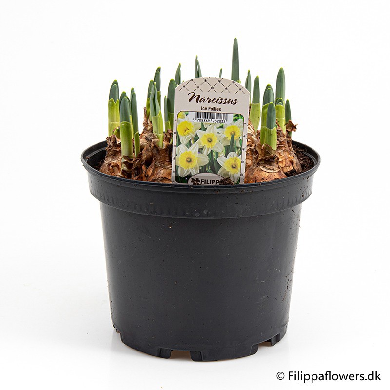 NARCISSUS INCOMPARABILIS 'Icefollies', D 21