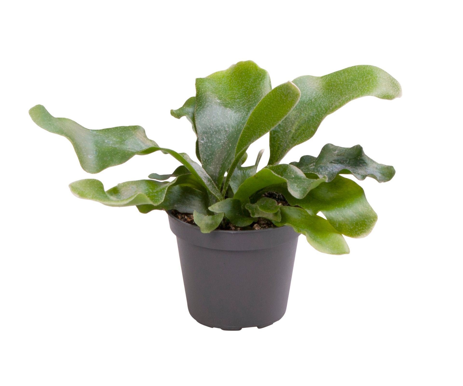 Platycerium Bifurcatum, D 6