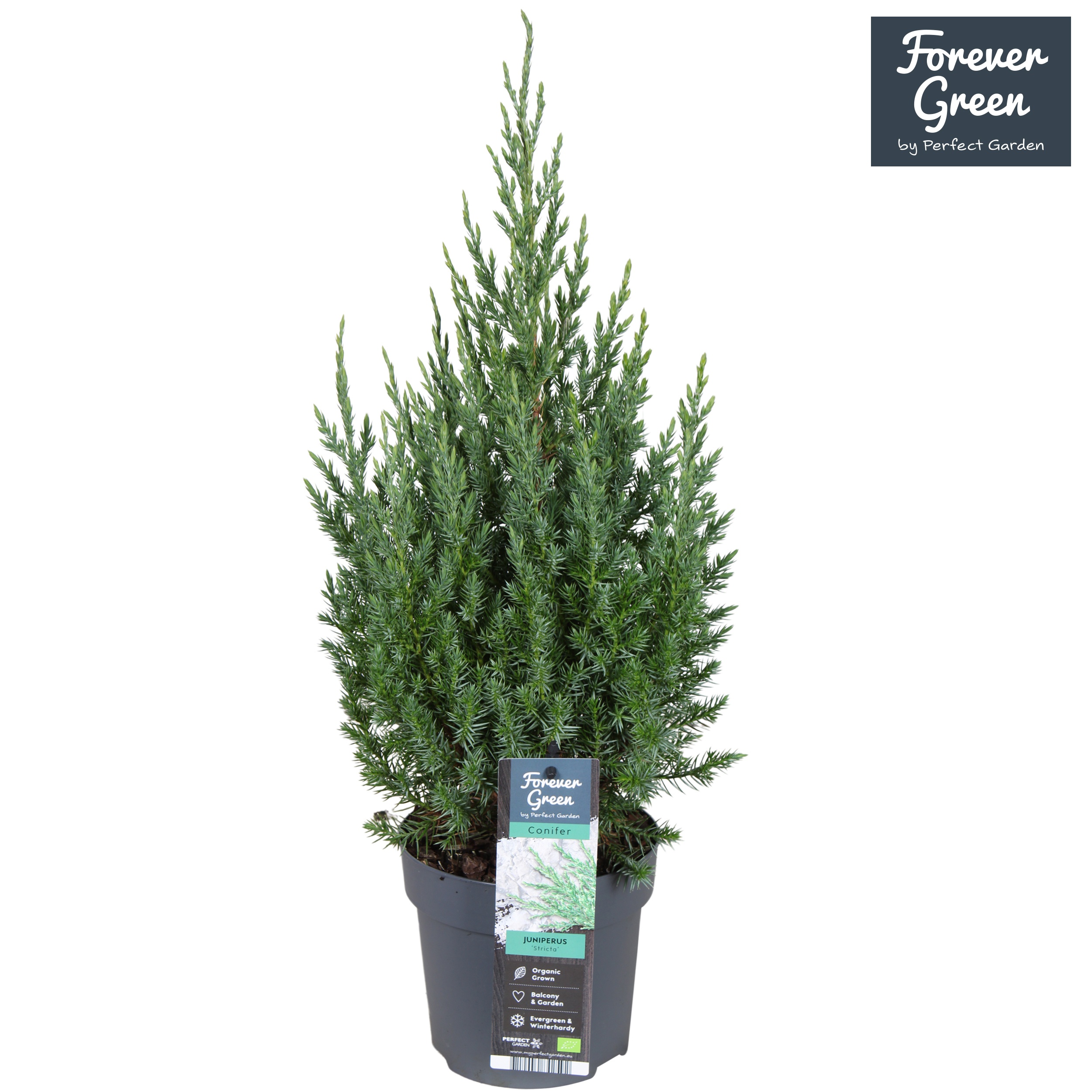 Juniperus chinensis 'Stricta' P14, D 14