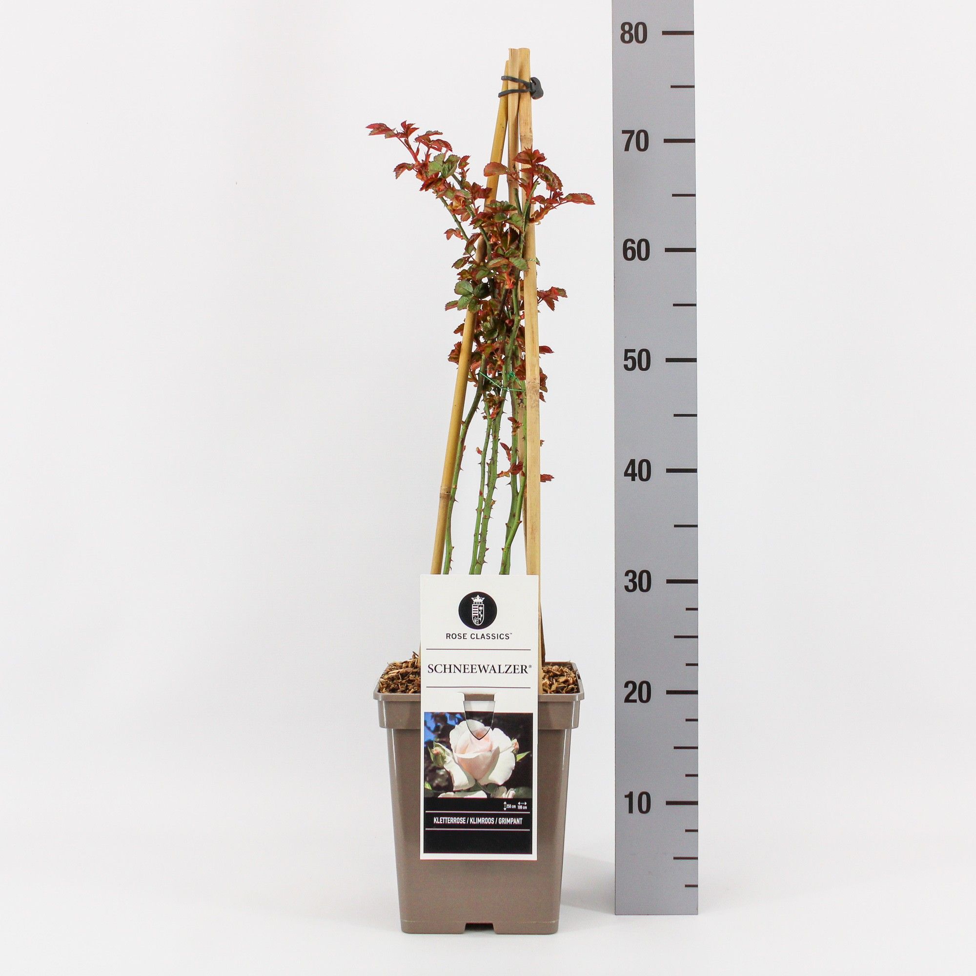 Rosa (K) Schneewalzer ®, C5, 4 stok 90 cm, D 23