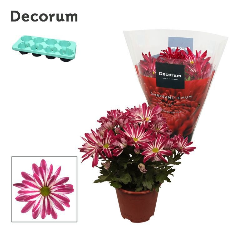 Chrysanne® Margarita Bicolor 'Candy', D 13