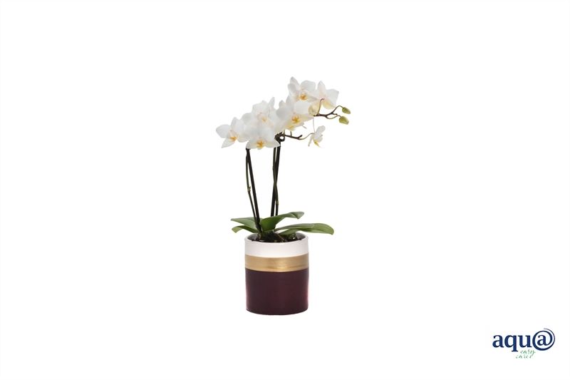 Dolomite p06 Horizon bordeaux Phal Tiny Dolls white 2T12+ Aqu@, D 6