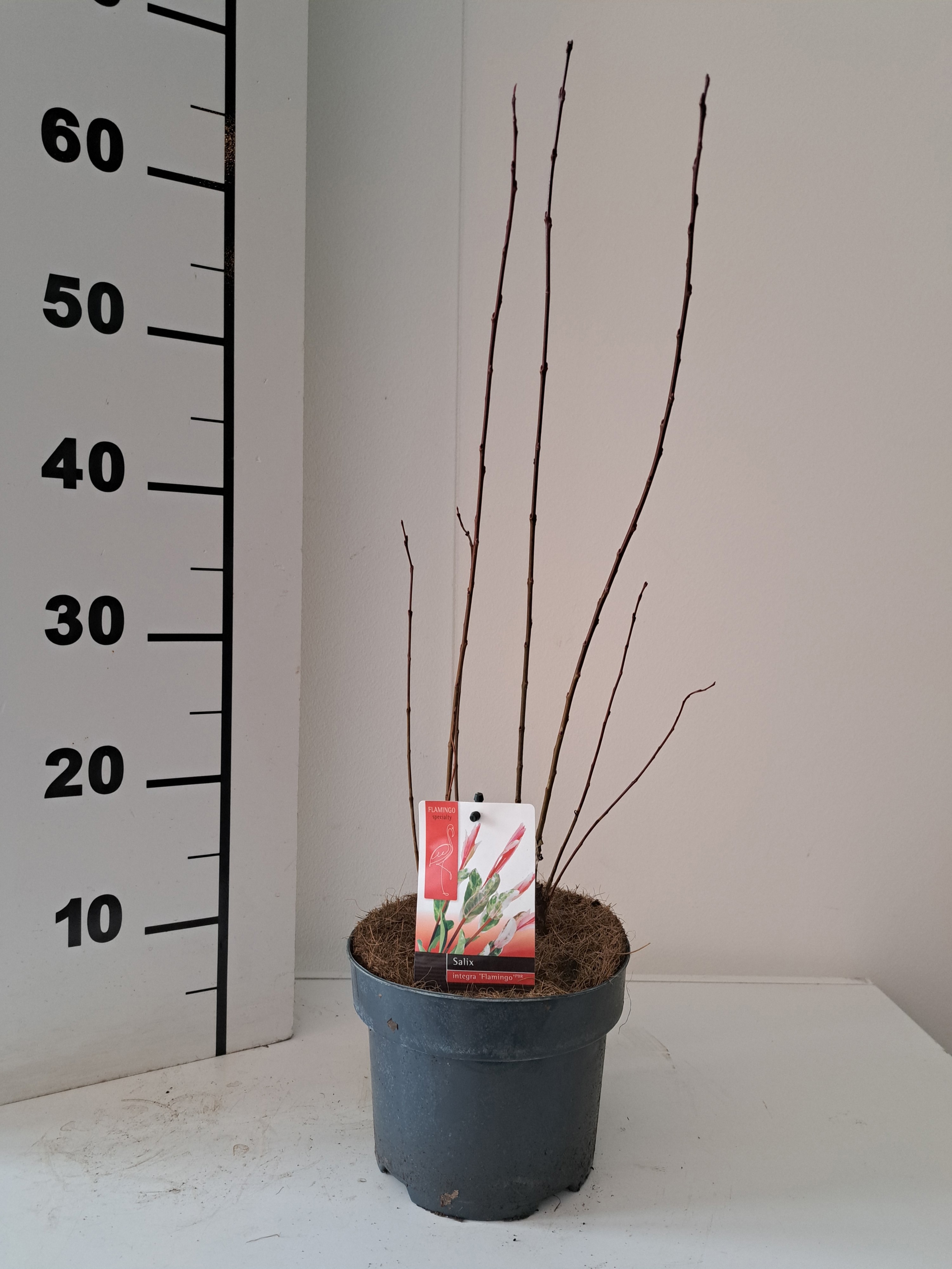 Salix Flamingo bush p17 roze pot, D 17