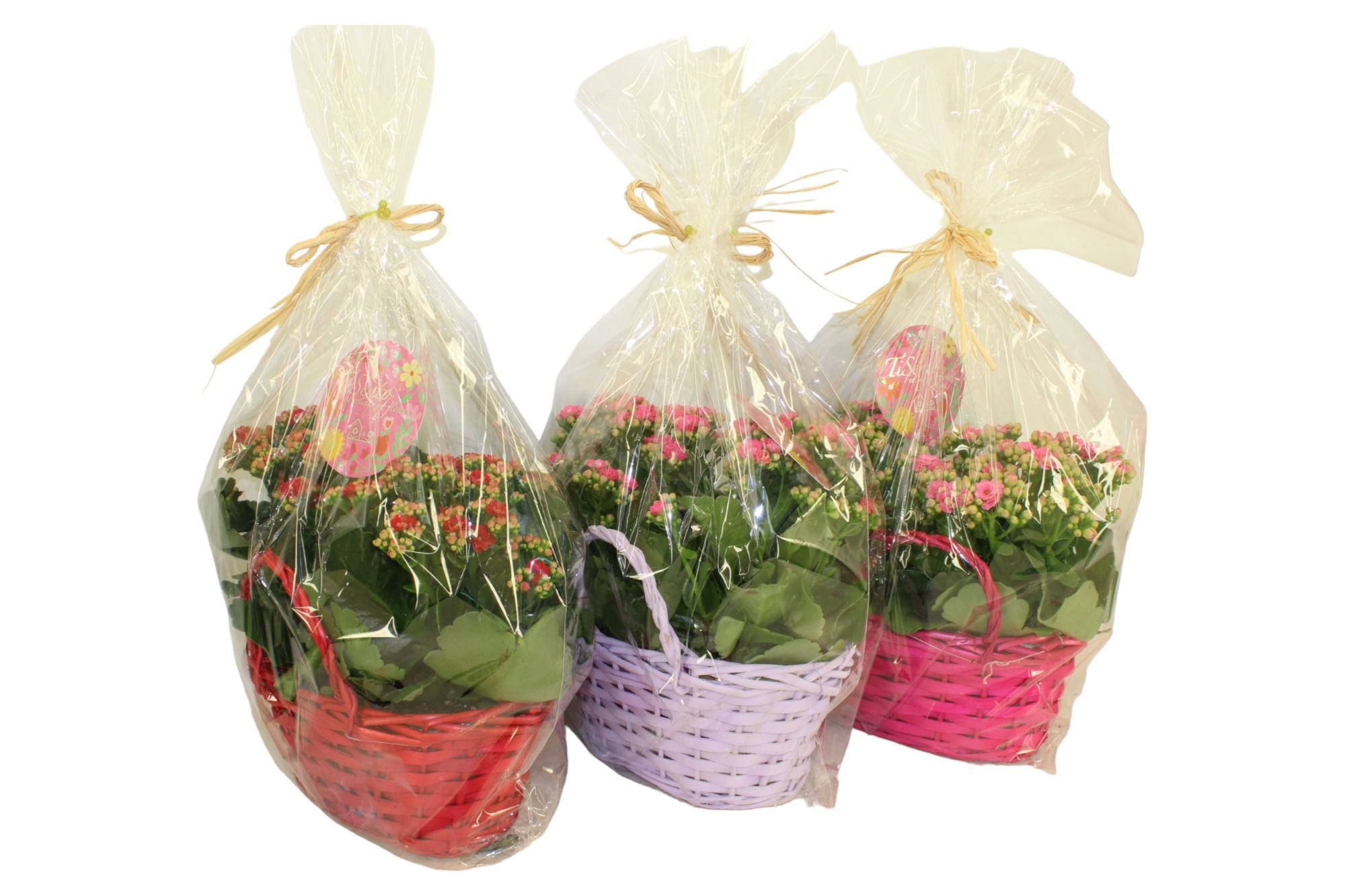 Calandiva Duomand - Moederdag, D 12