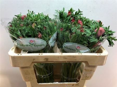 Анемон Галил Рэд 45 (красн.), шт.