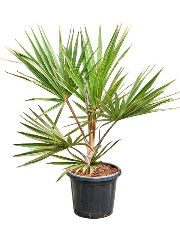 Latania lontaroides (120-160), D 38