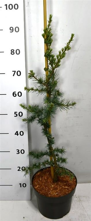 Cedrus l. 'Glauca', D 23