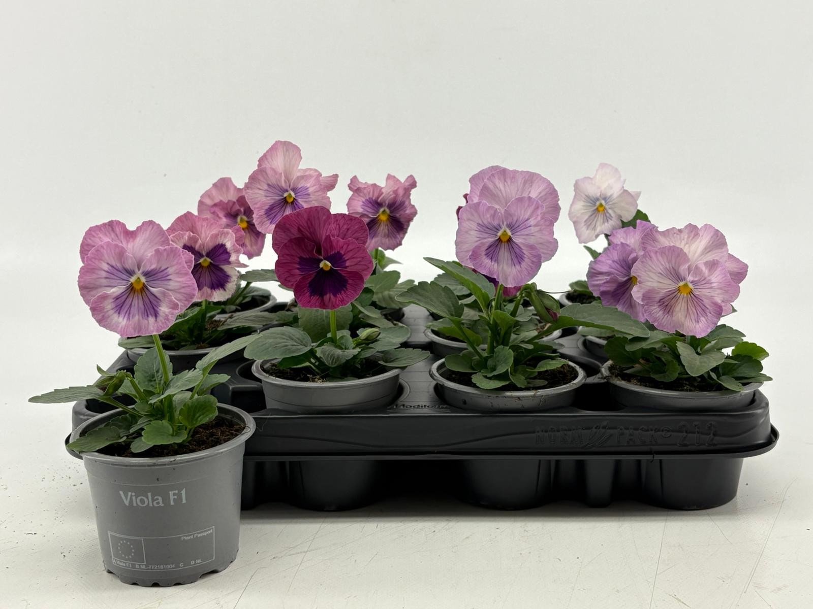 Viola F1 Pink Shades, D 9
