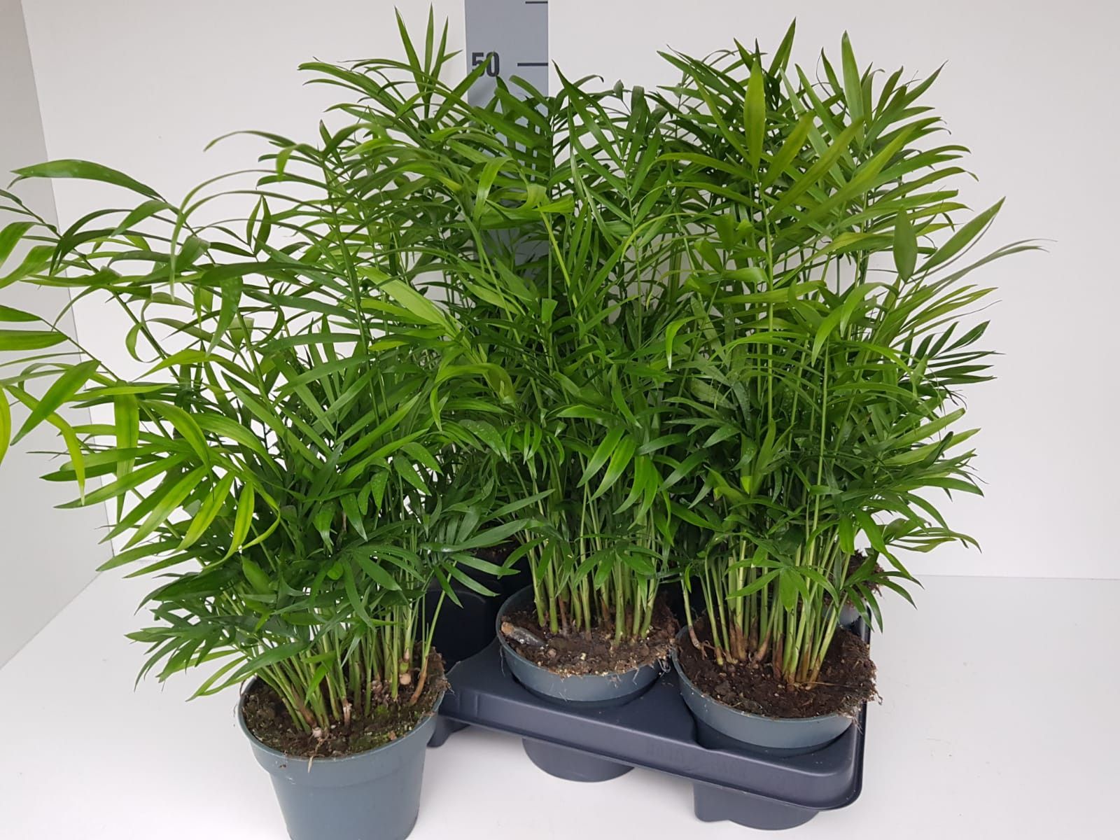 Chamaedorea elegans, D 13