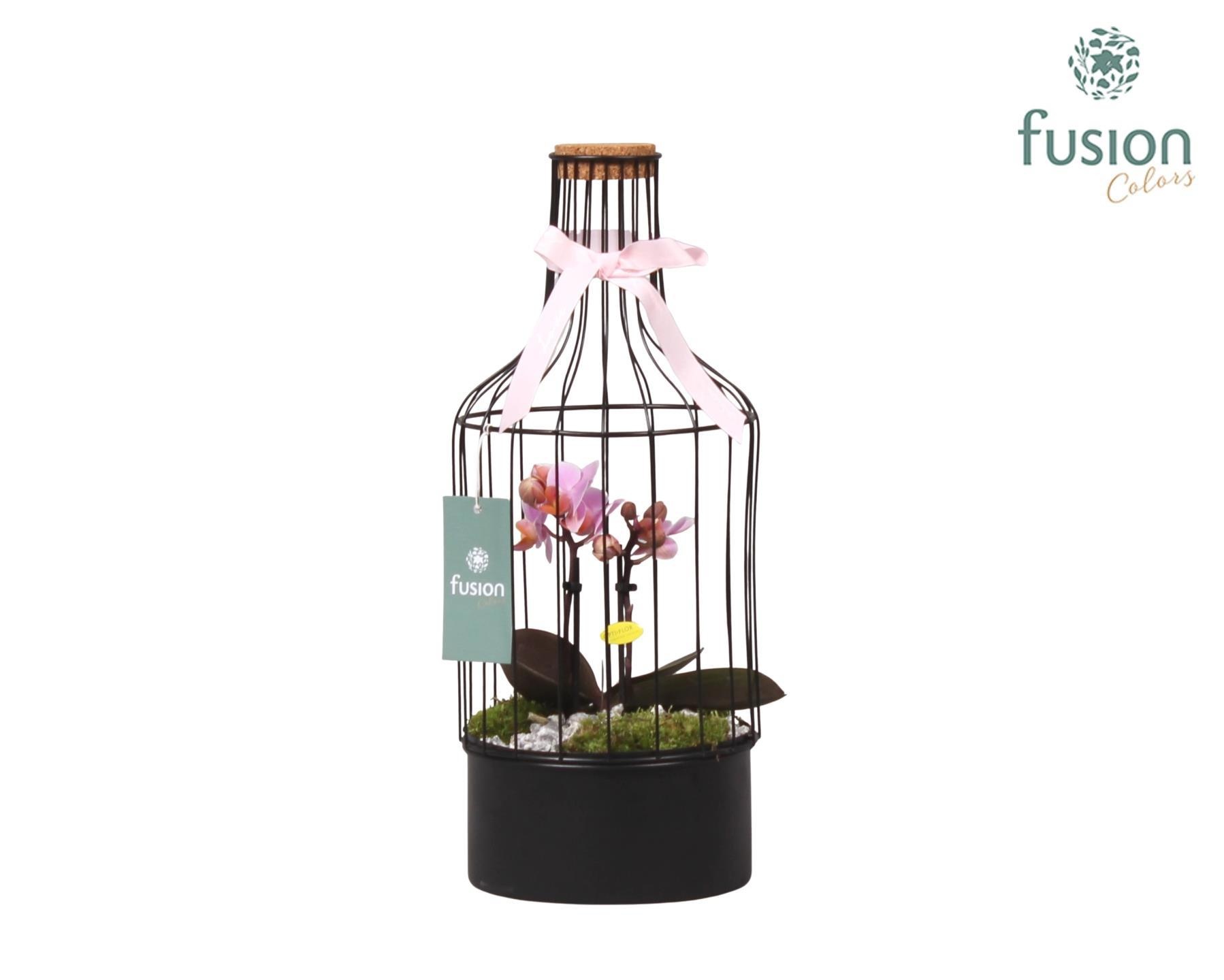 Metalen fles met kurk zwart middel met Phalaenopsis, D 15