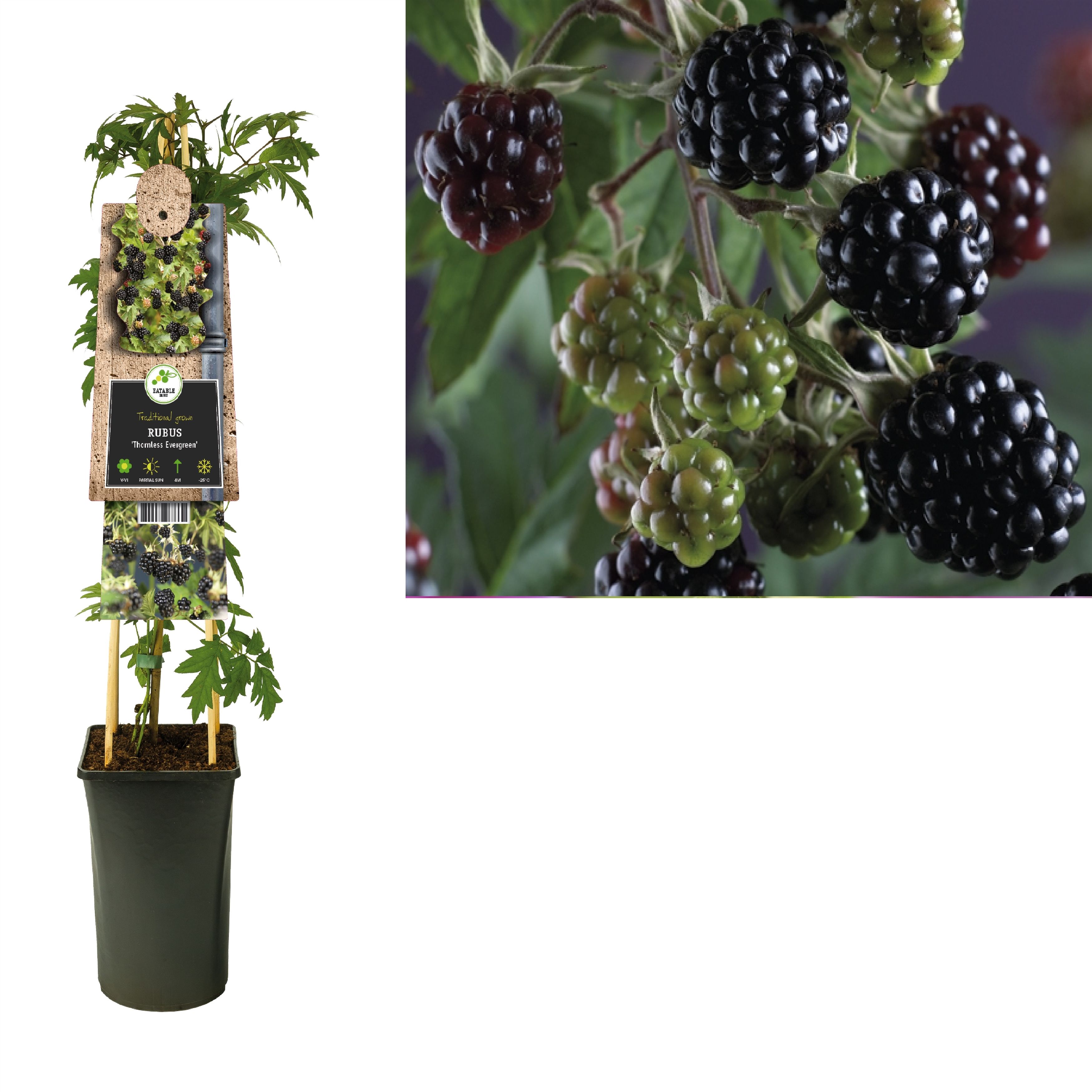 Rubus 'Thornless Evergreen' +3.0 label, D 17