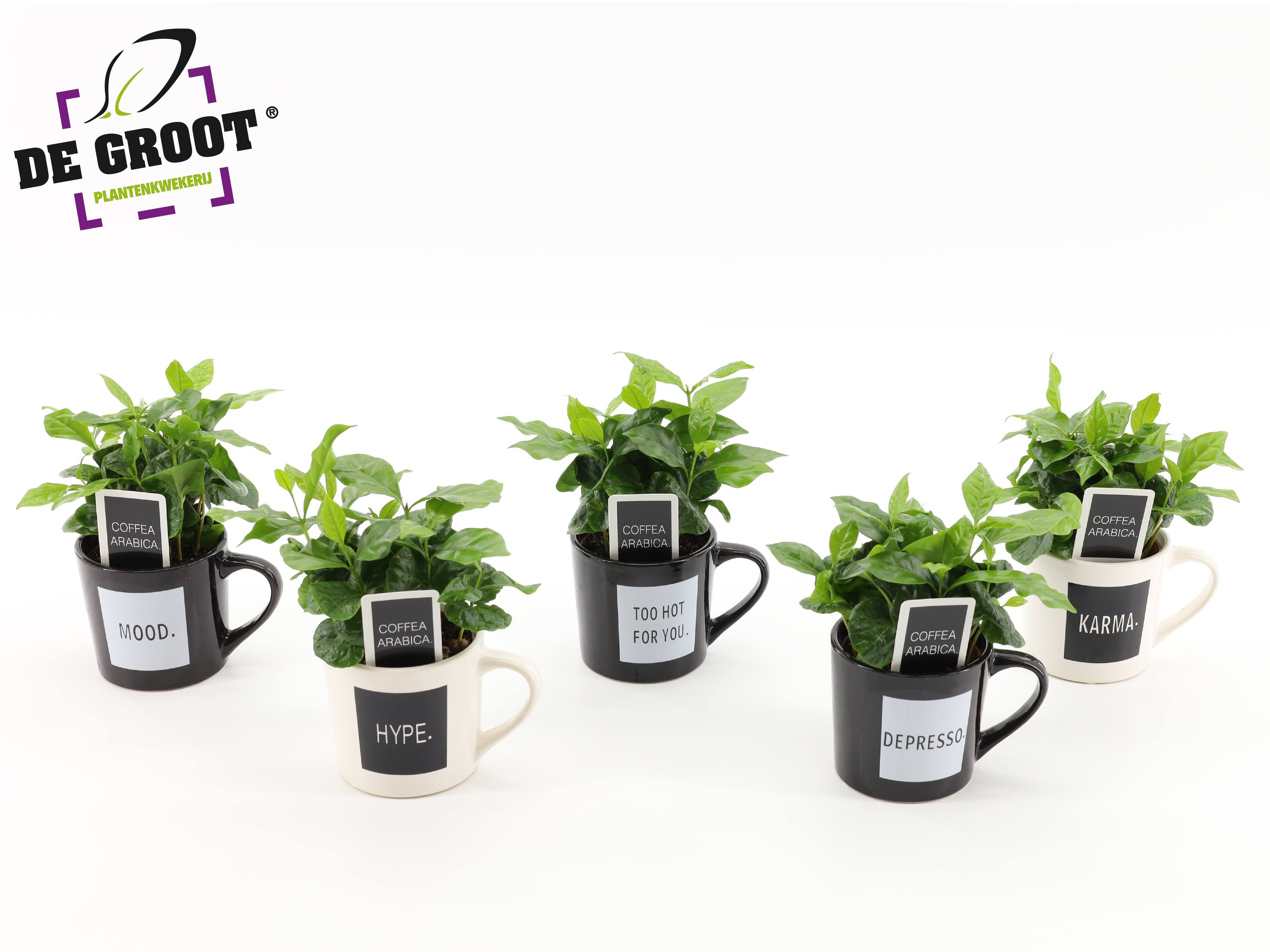 Coffea in koffiemok "Quotes", D 9