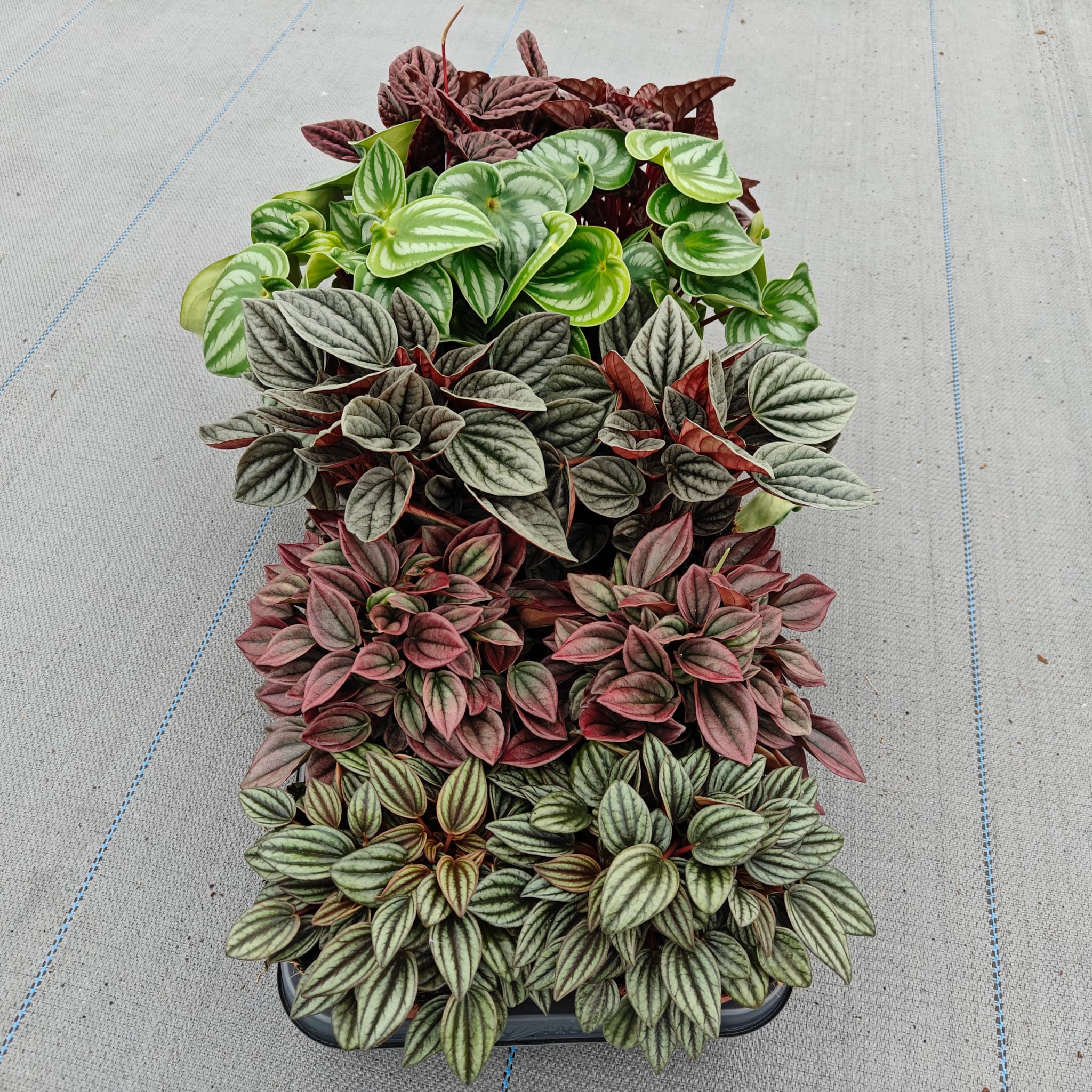 Peperomia Caperata Mix 12cm, D 12