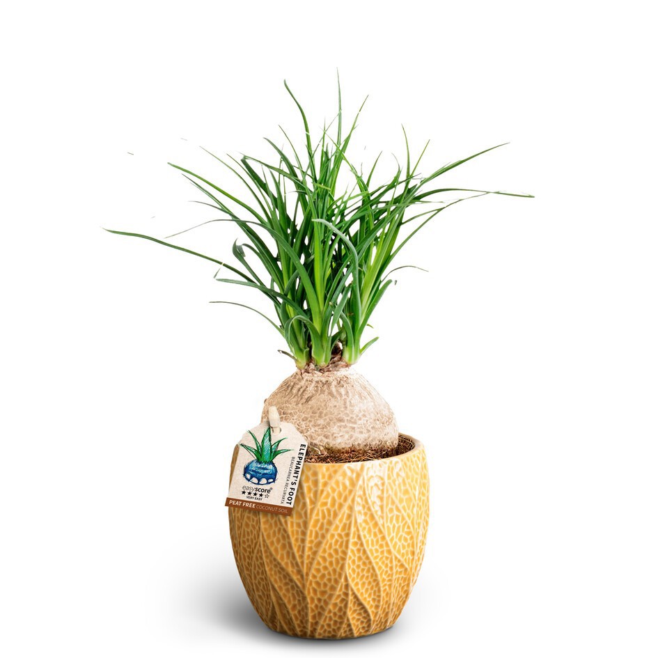 Leaf Tangerine, Beaucarnea, D 10