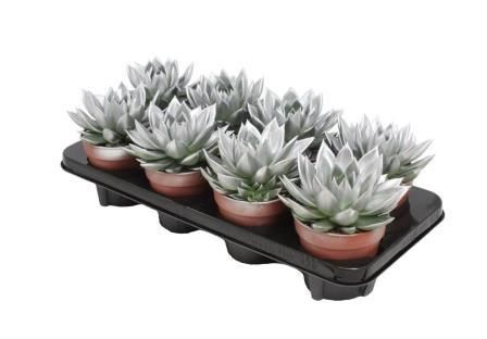 Miranda coloured silver, D 12