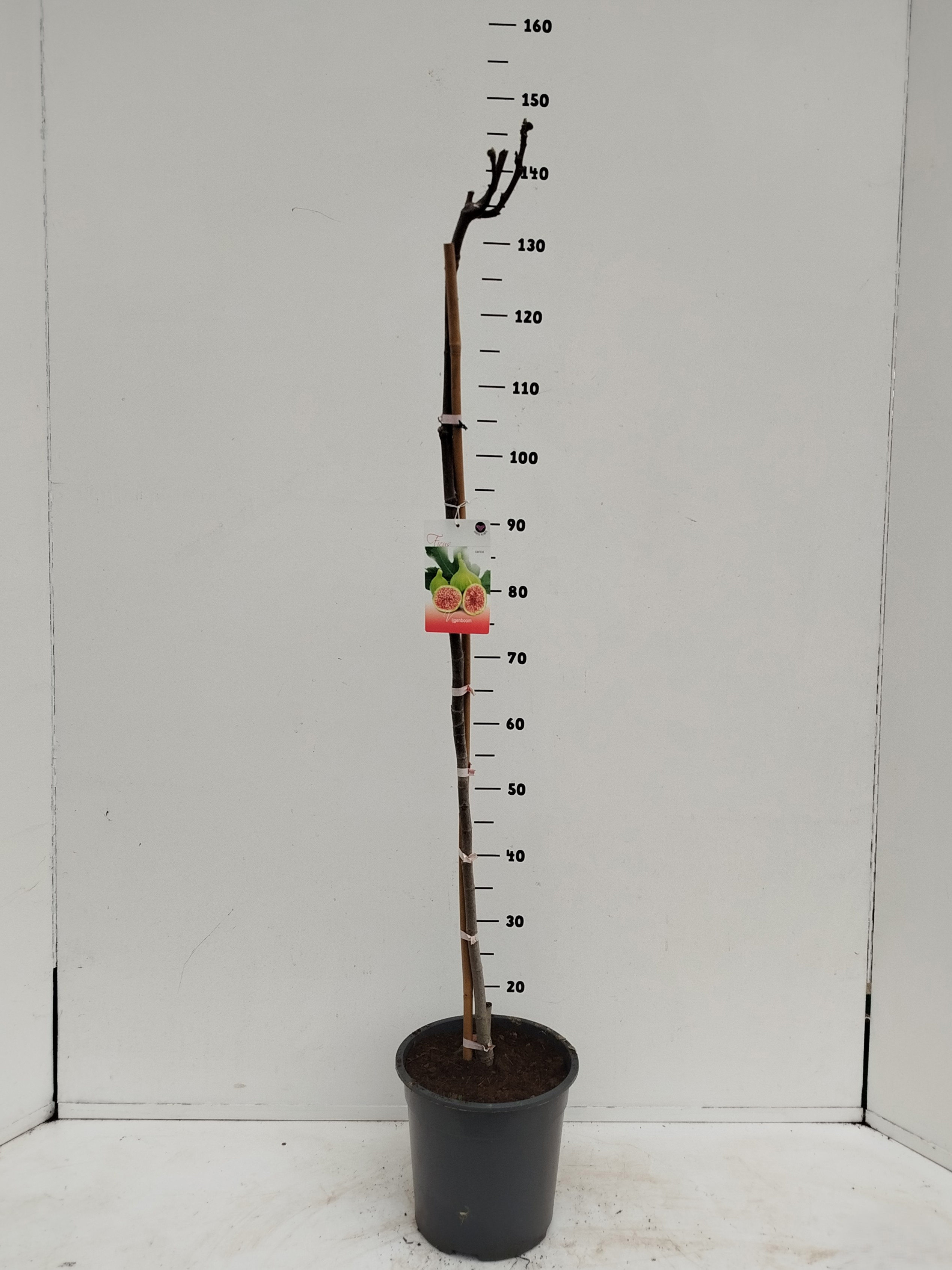 Ficus carica, D 24