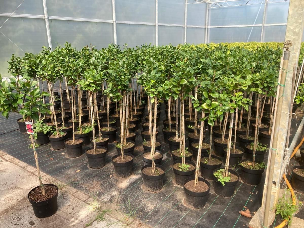 Camellia j. 'Dr King', bol, D 28