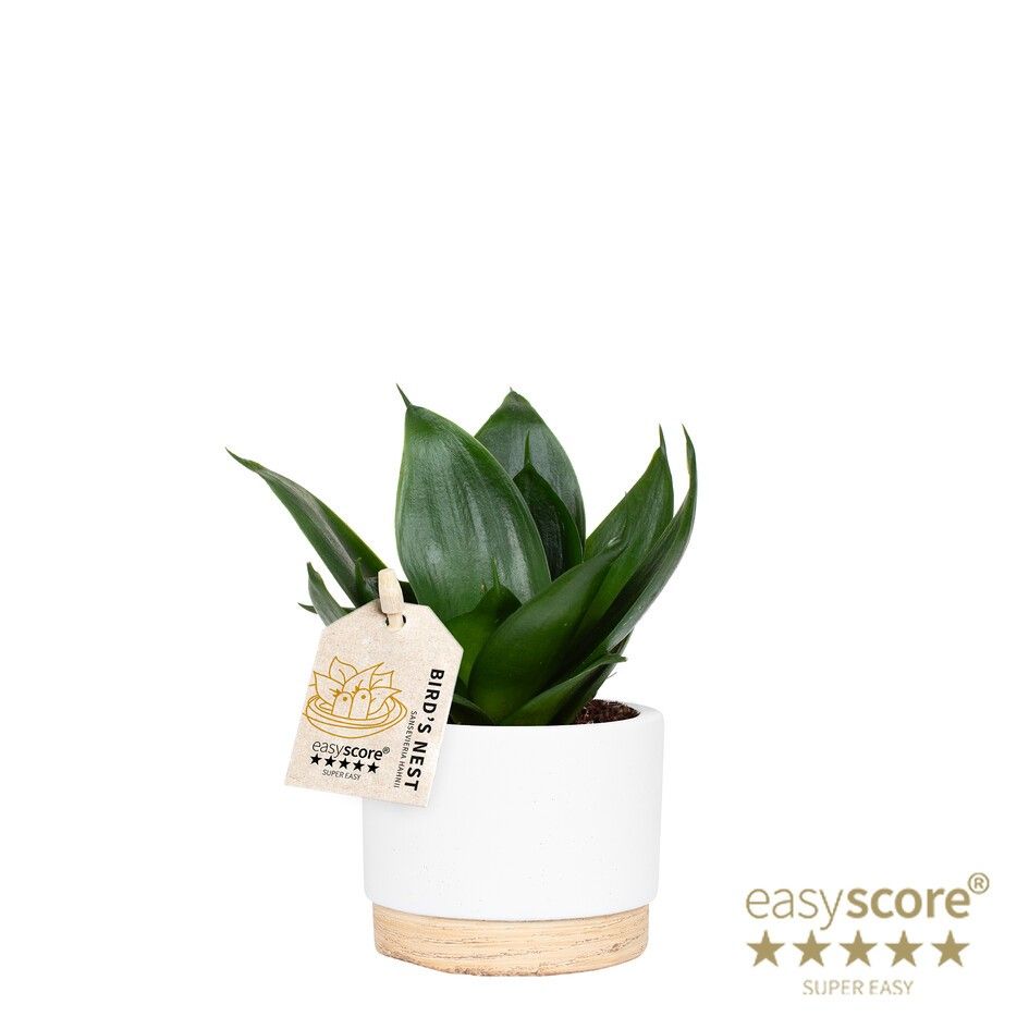 Woodbase White, Sansevieria Hahnii, D 7