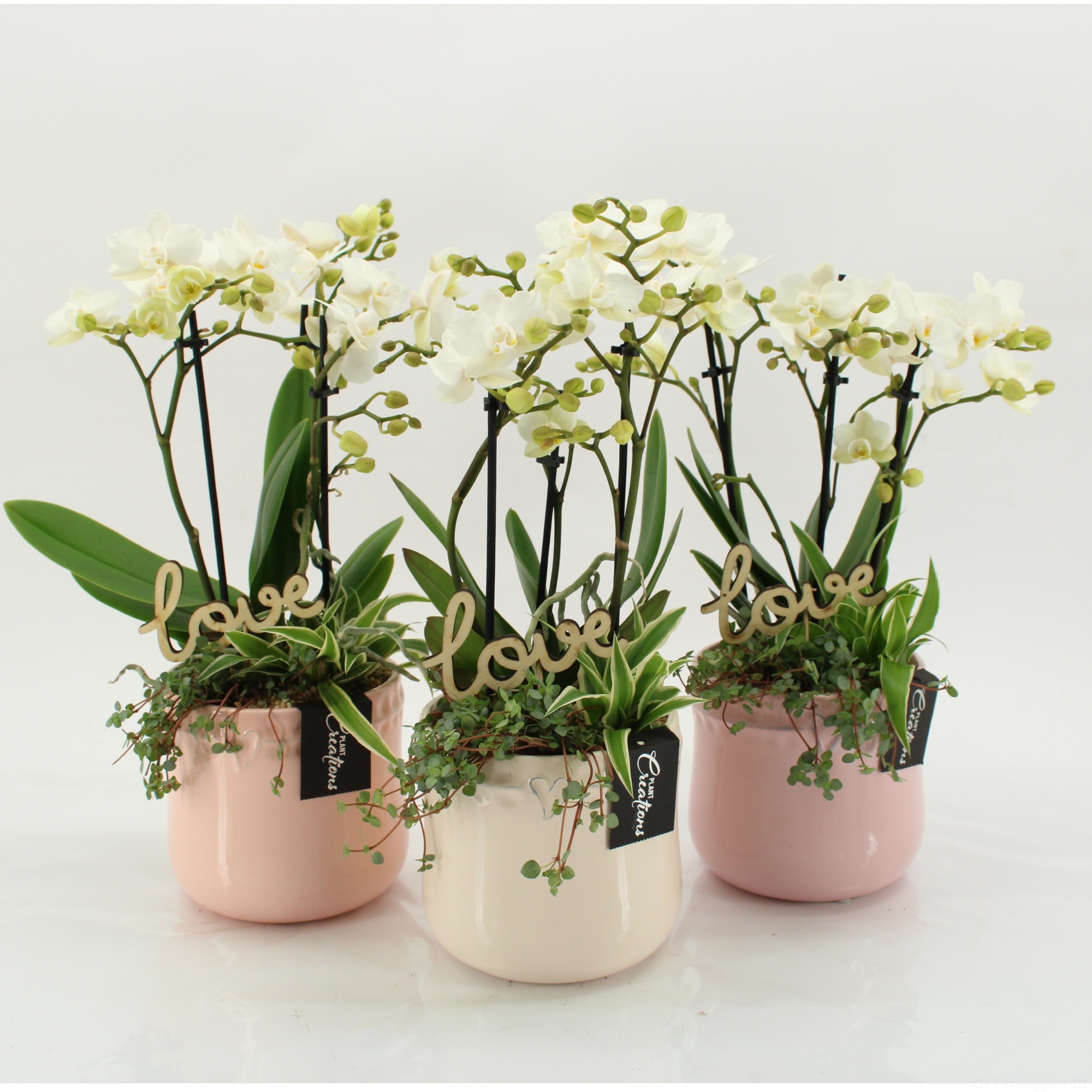 PHALRM-2602W Romantic Phalaenopsis, D 14