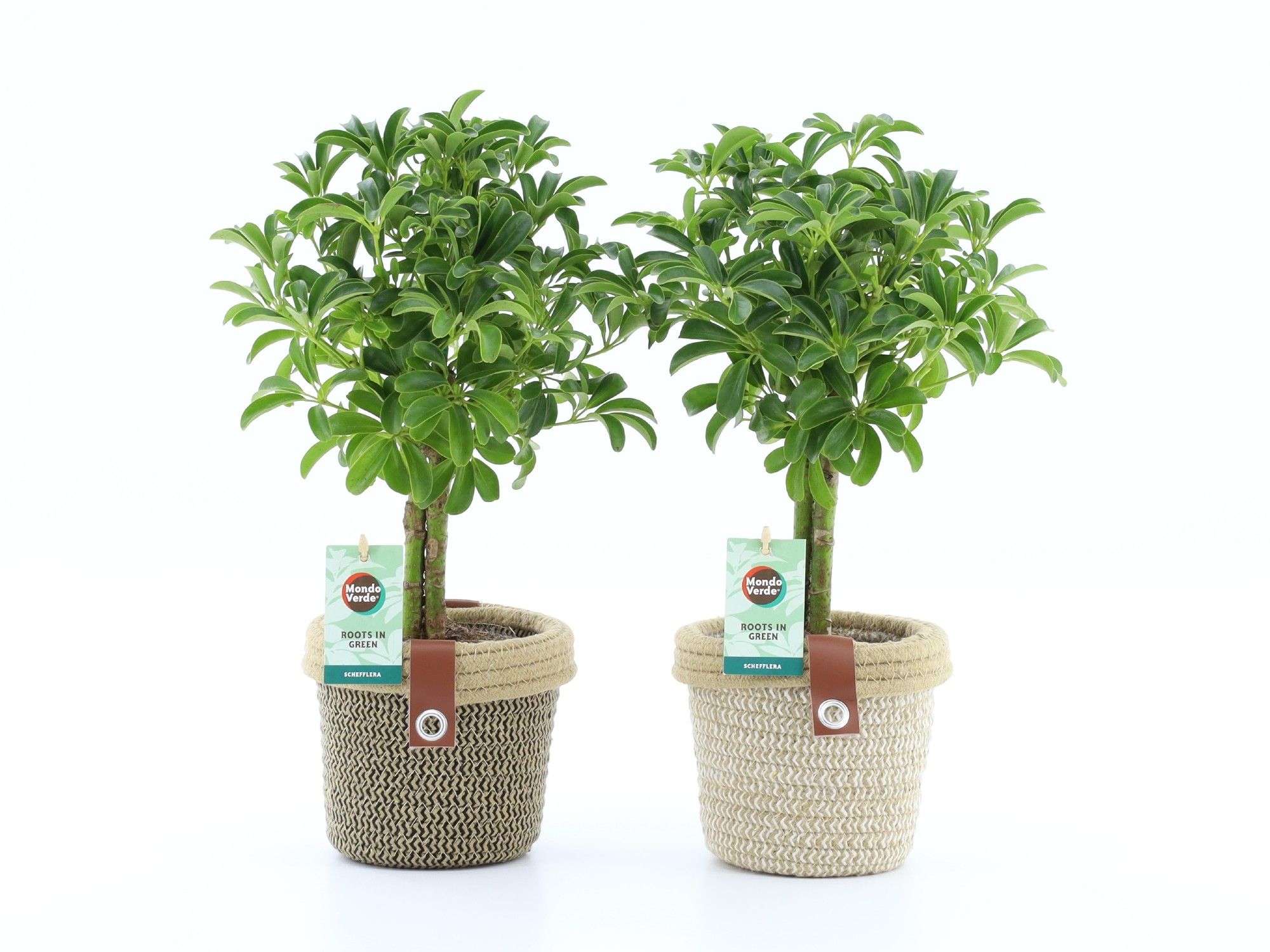 Schefflera Luseana in Noah Deluxe, D 12