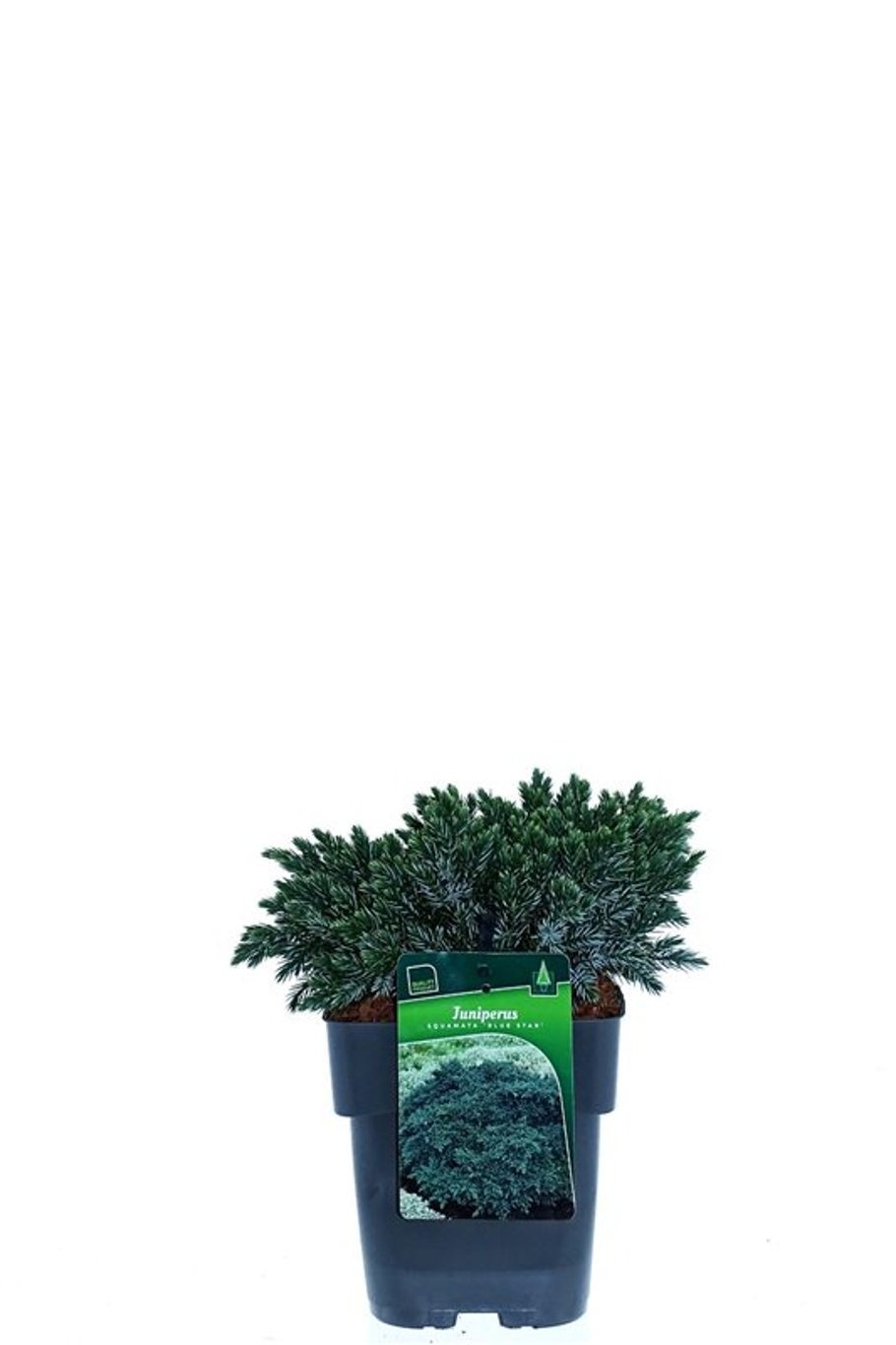 Juniperus squamata 'Blue Star', D 17