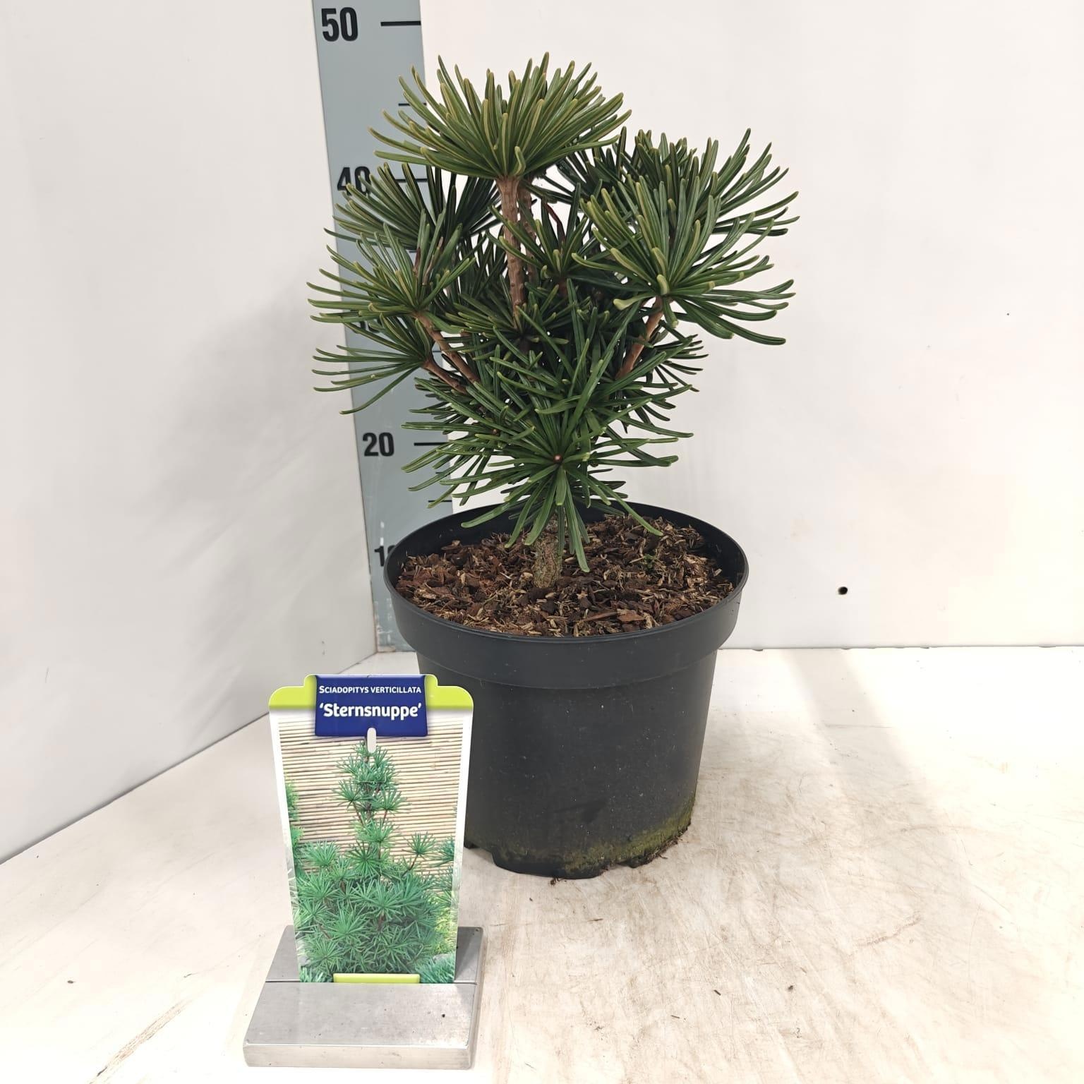 Sciadopitys verticillata 'Sternsnuppe', D 23