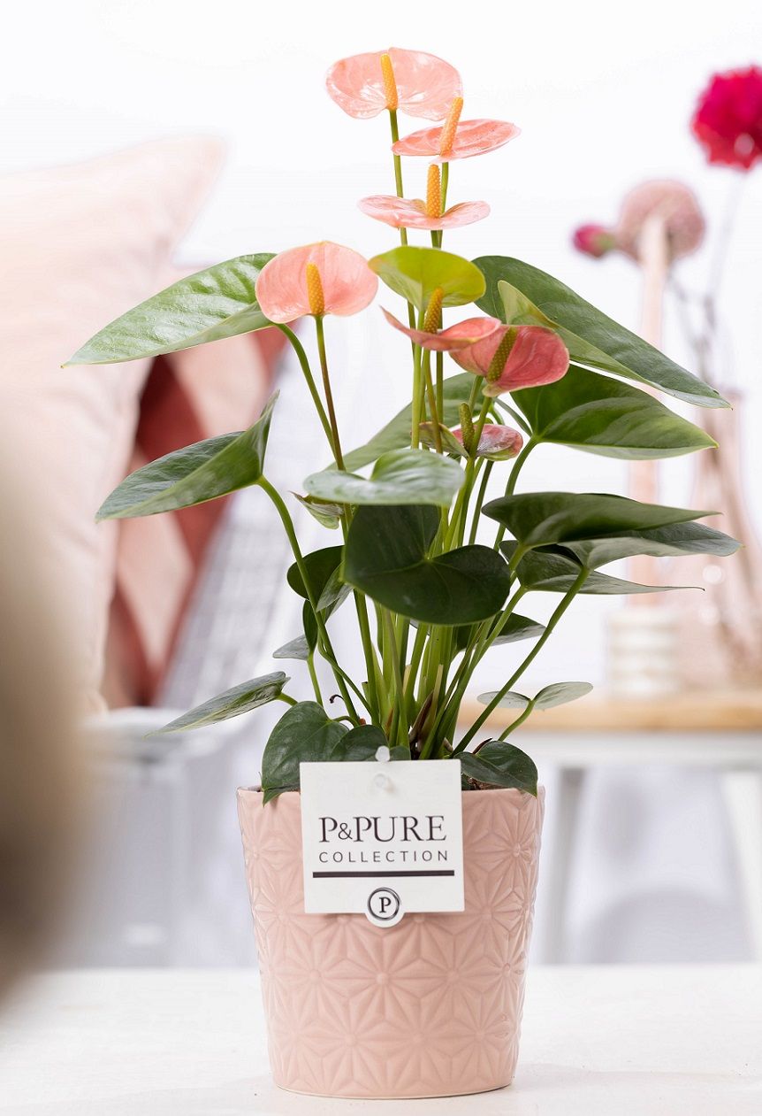 Anthurium pink (Spirit) in P&PURE Juliette cer. pink, D 12